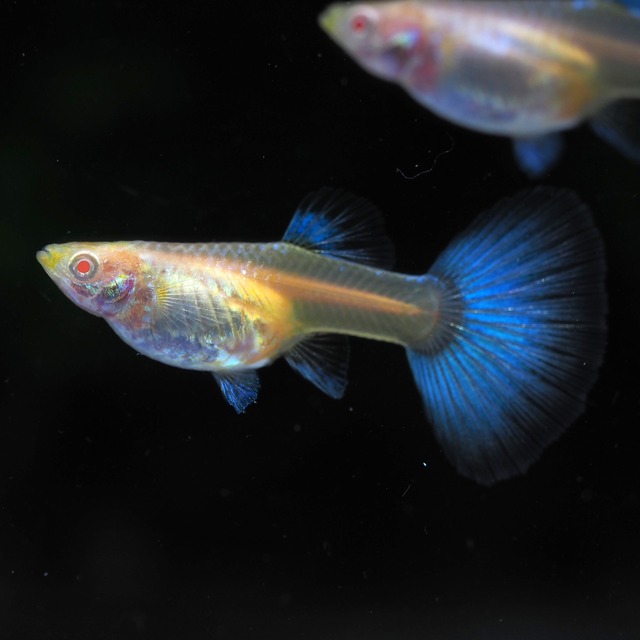 上物RREAラズリーネオンタキシード　1ペア＋おまけ1ペア