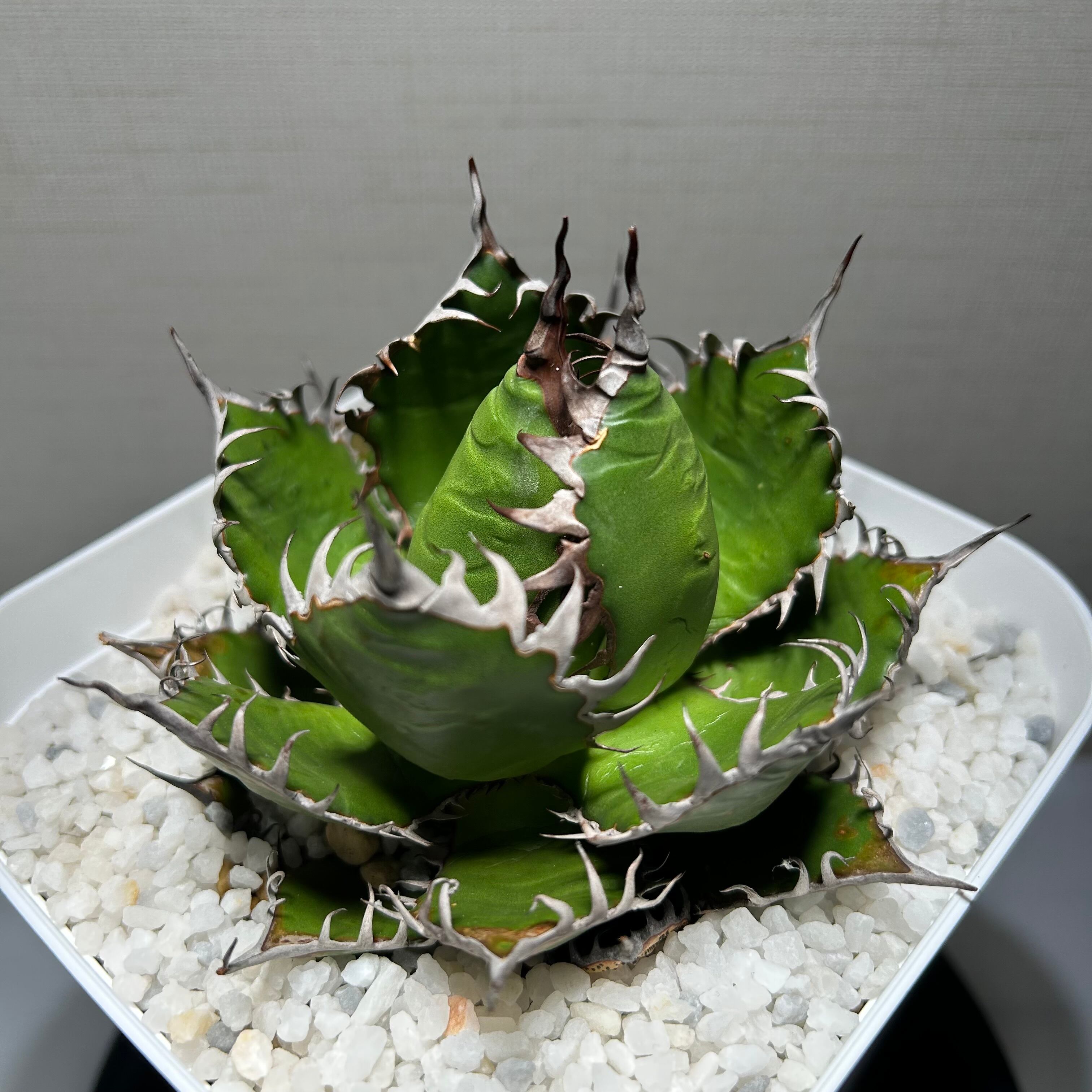 73.萬代厳竜(ロファンサ×チタノタHyb)/Agave lophantha×titanota hyb