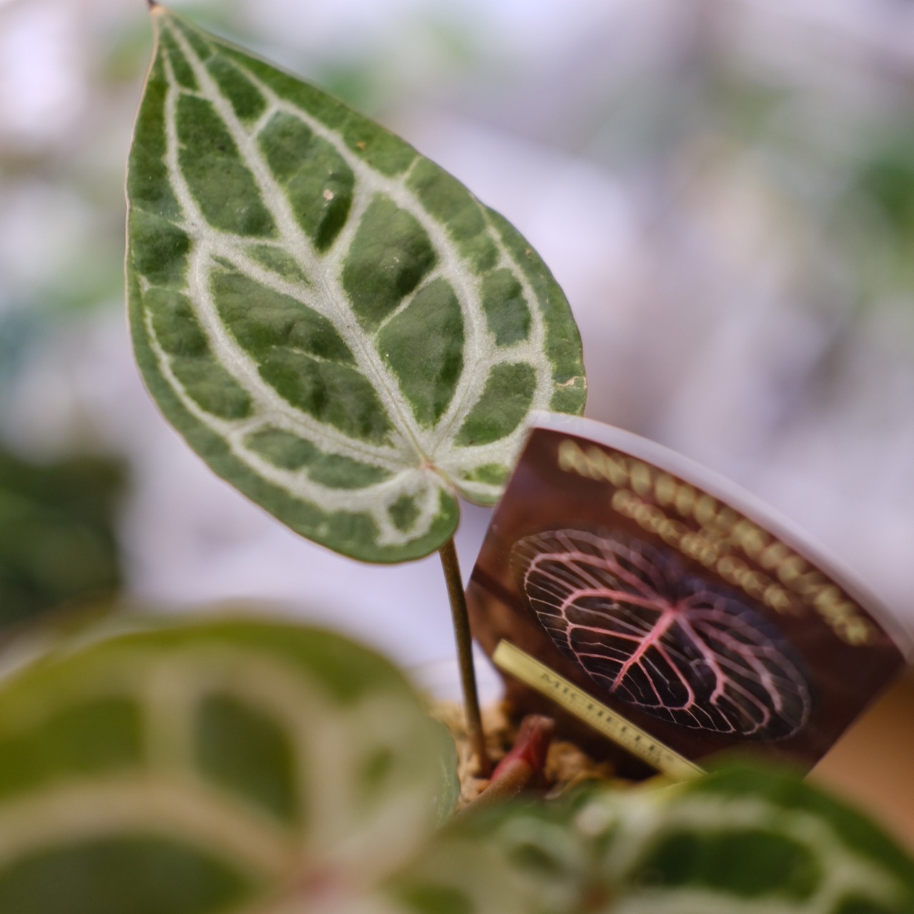 【希少】Anthurium 'Michelle' by DOC BLOCK⑤ / アンスリウム・ミシェル│観葉植物