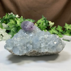6.空色セレスタイトに住み着いているフローライトハリネズミさん