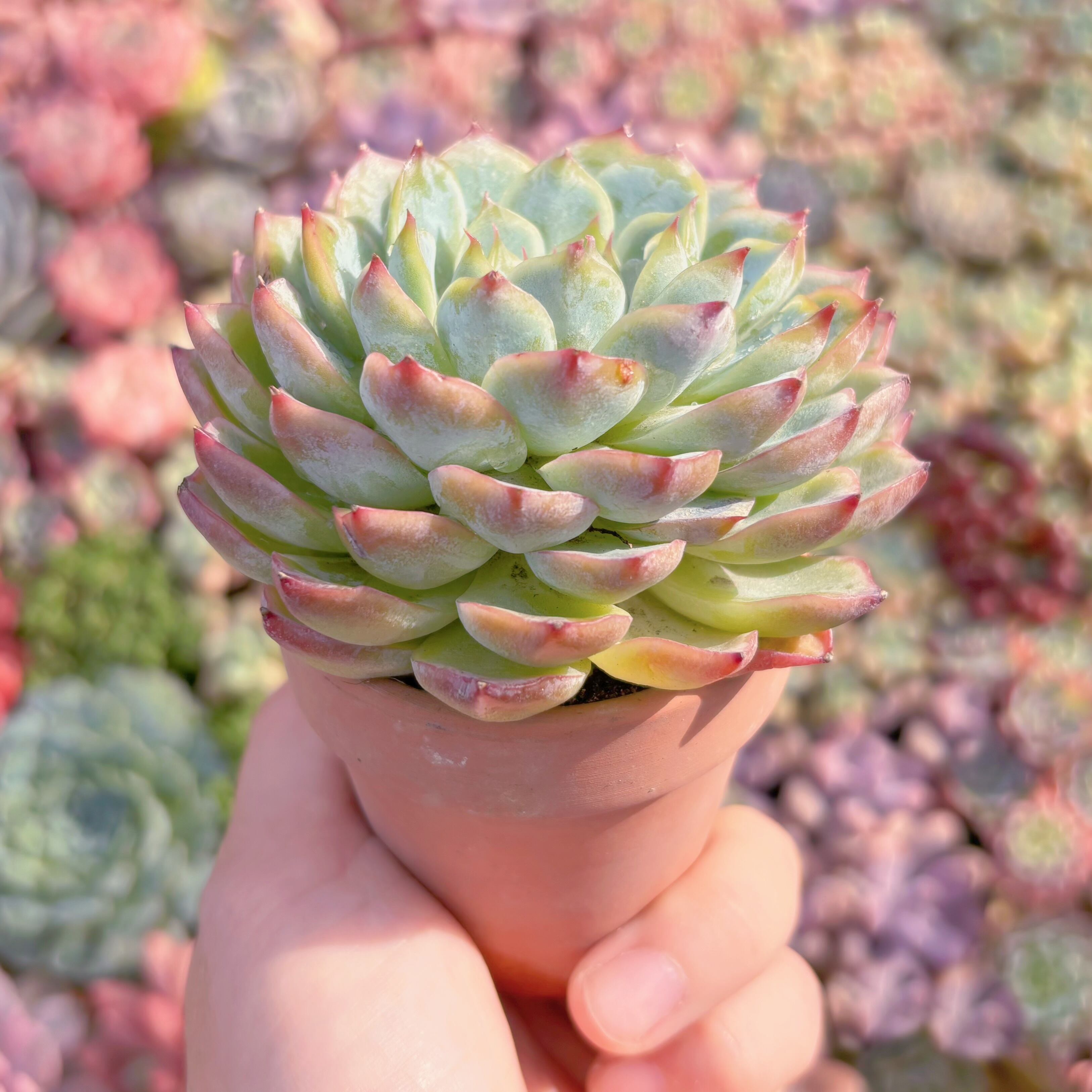 多肉植物 ピンククリスタル 大苗 新入荷 るる農園 | るる農園~多肉植物専門