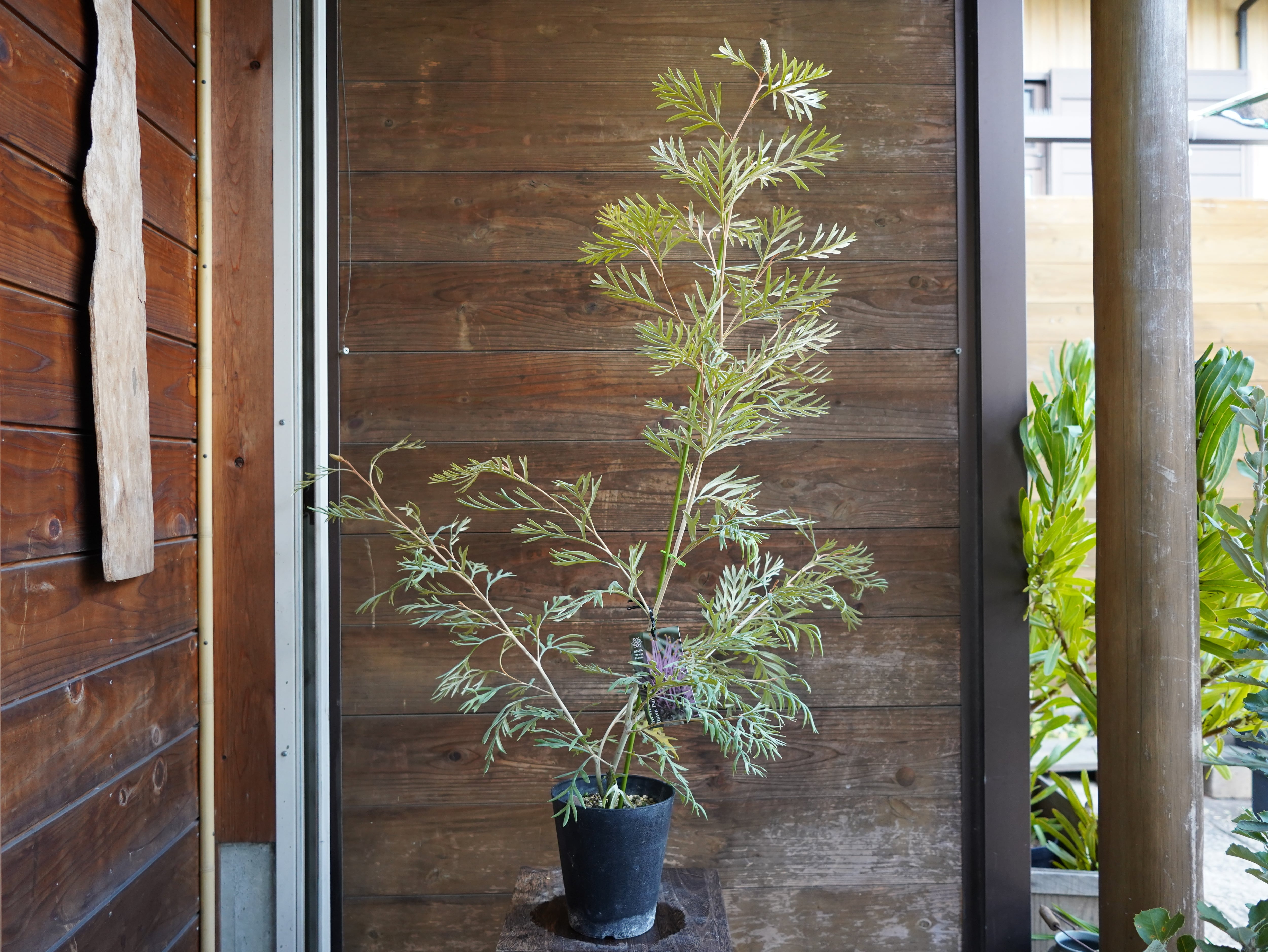 【現物】グレビレア　”ドーンパープル”　C