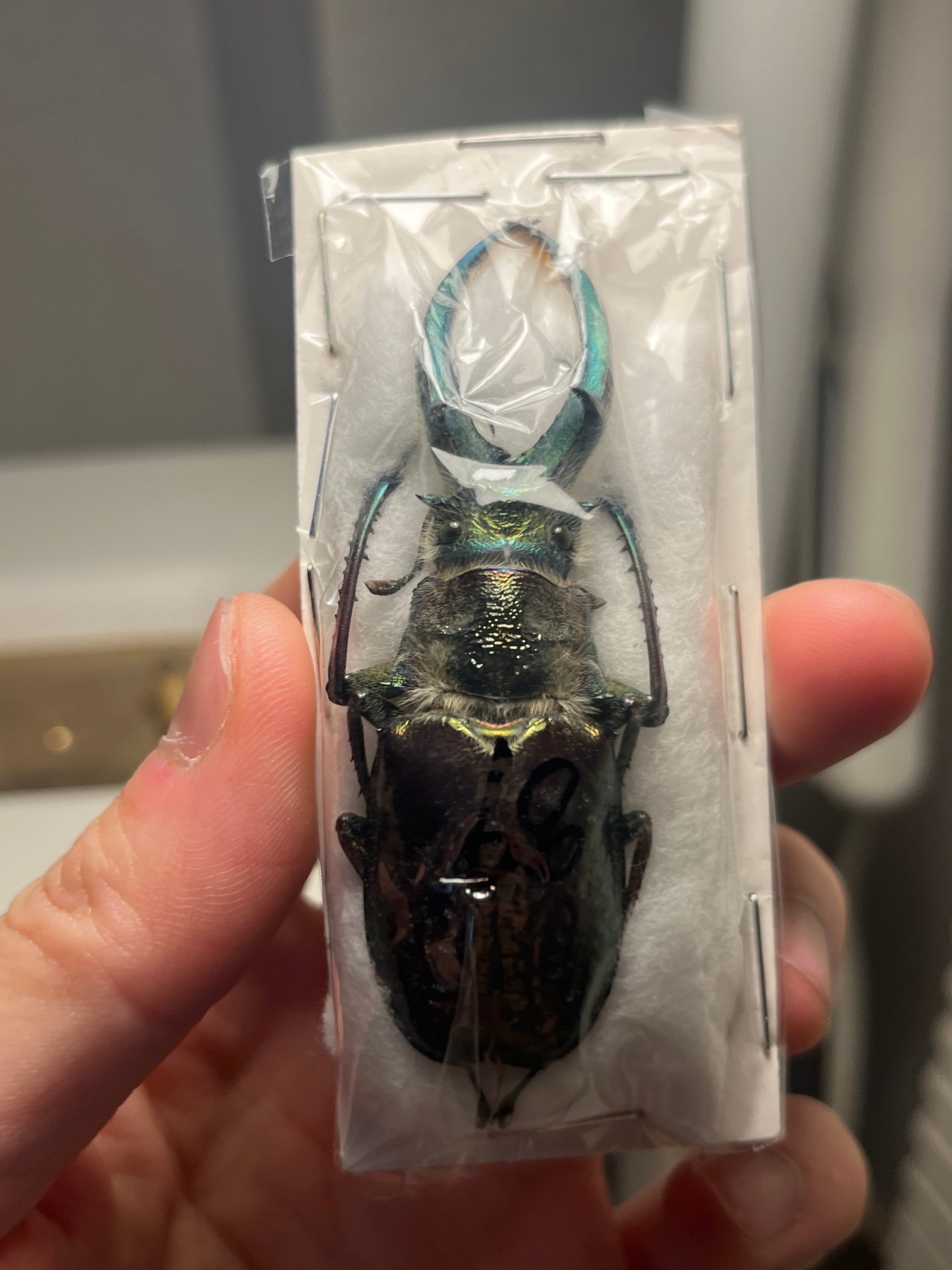 顎BLUE】ギガンテウスシワバネクワガタ 昆虫標本 ニジイロクワガタ
