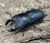 【WF3】《メタドルクス ロトゥンダトゥス 20mm ペア＋おまけ♂20mm》