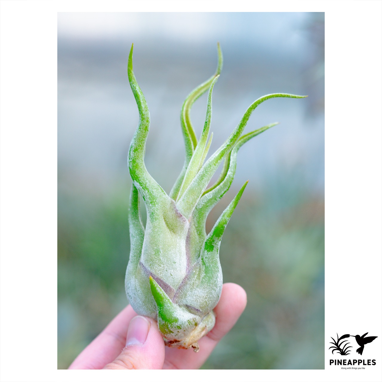 Tillandsia caputmedusae (M) - 1