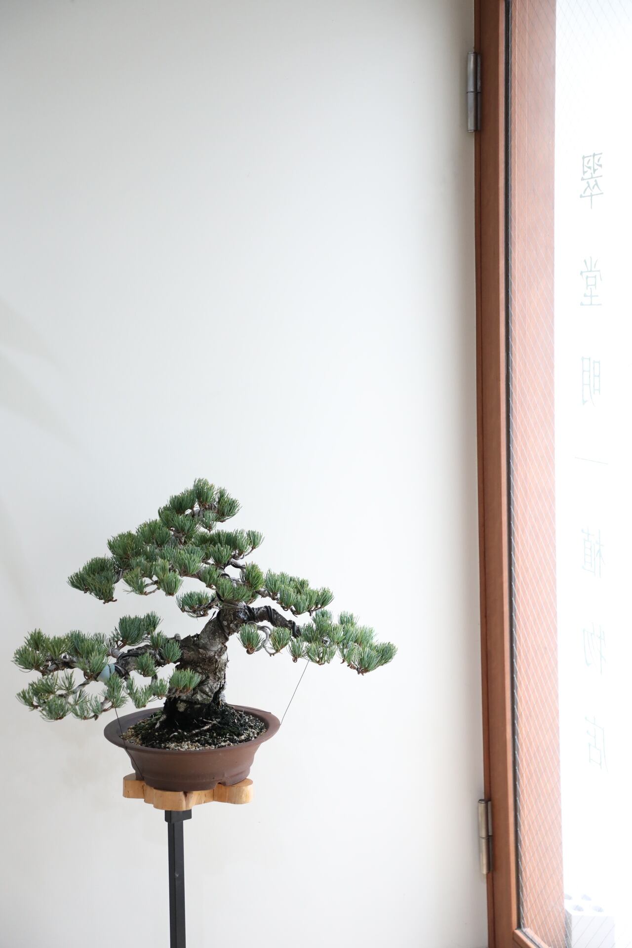 M】五葉松 盆栽 ※推定樹齢45年/Japanese white pine bonsai | 【厳選