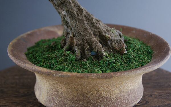 盆栽 みかん #2 | Oh! BONSAI