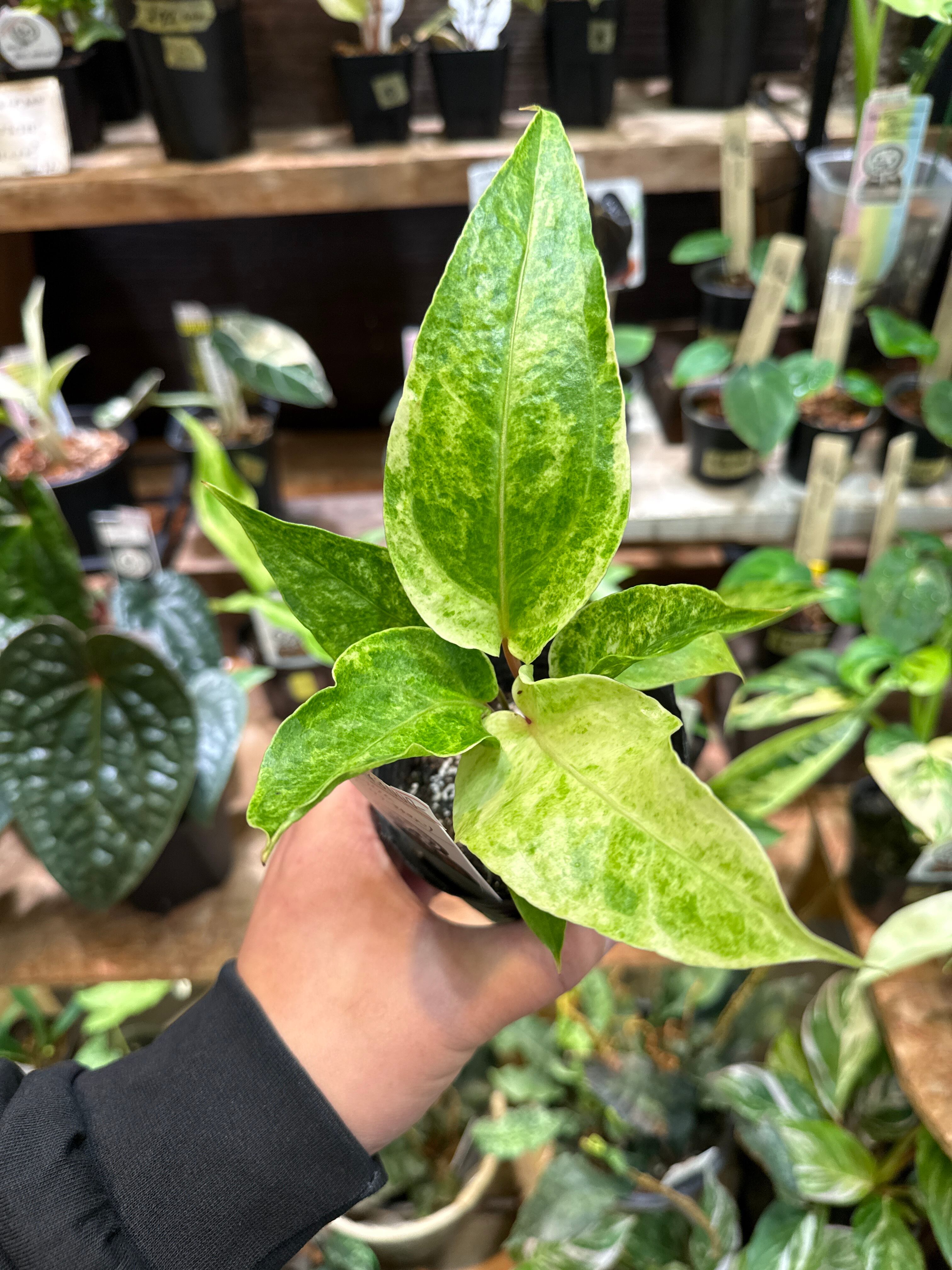 111. Anthurium 'Dark Phoenix High variegata / アンスリウム ダンク