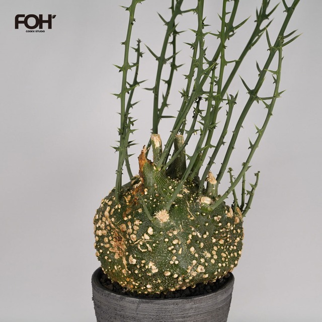 F55 コミフォラ サクシコラ  発根済 現地球