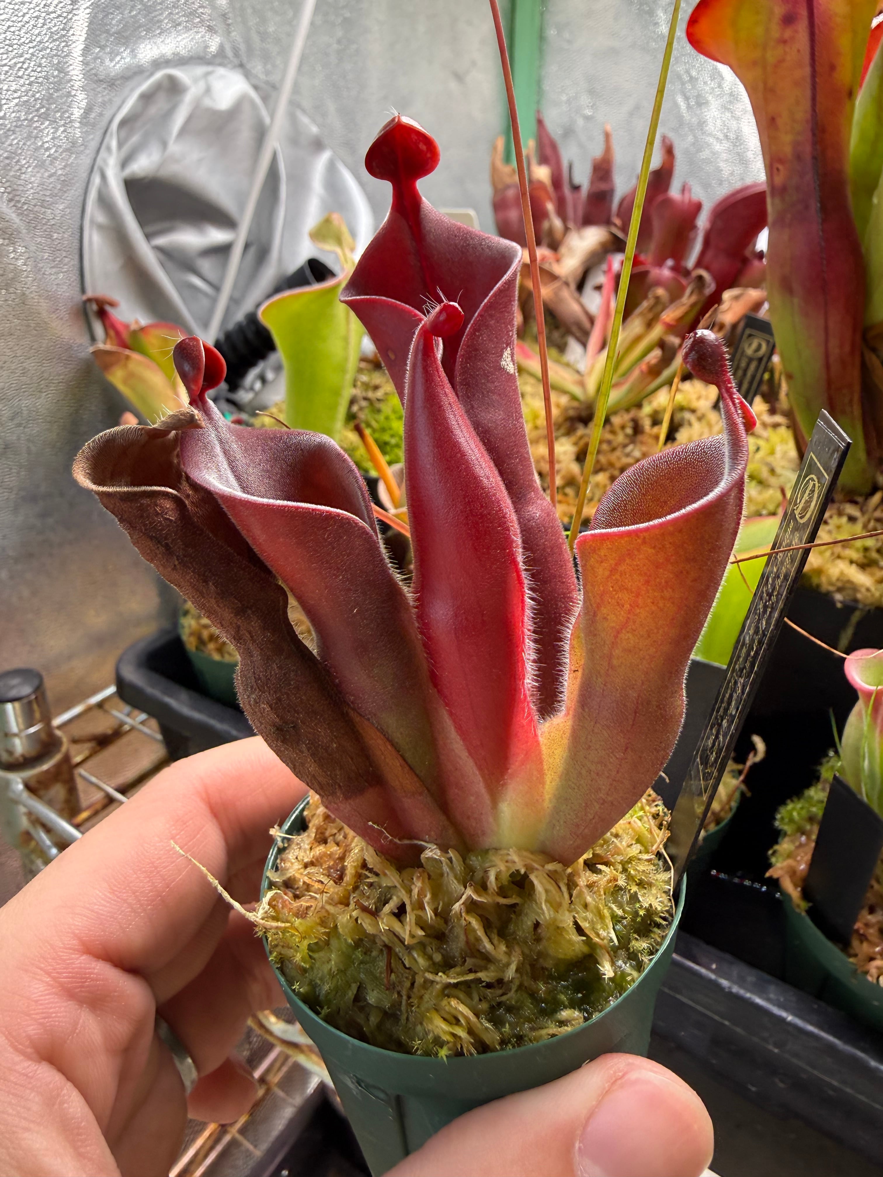 セファロタス seedling of Hummer's Giant BCP 【公式通販】