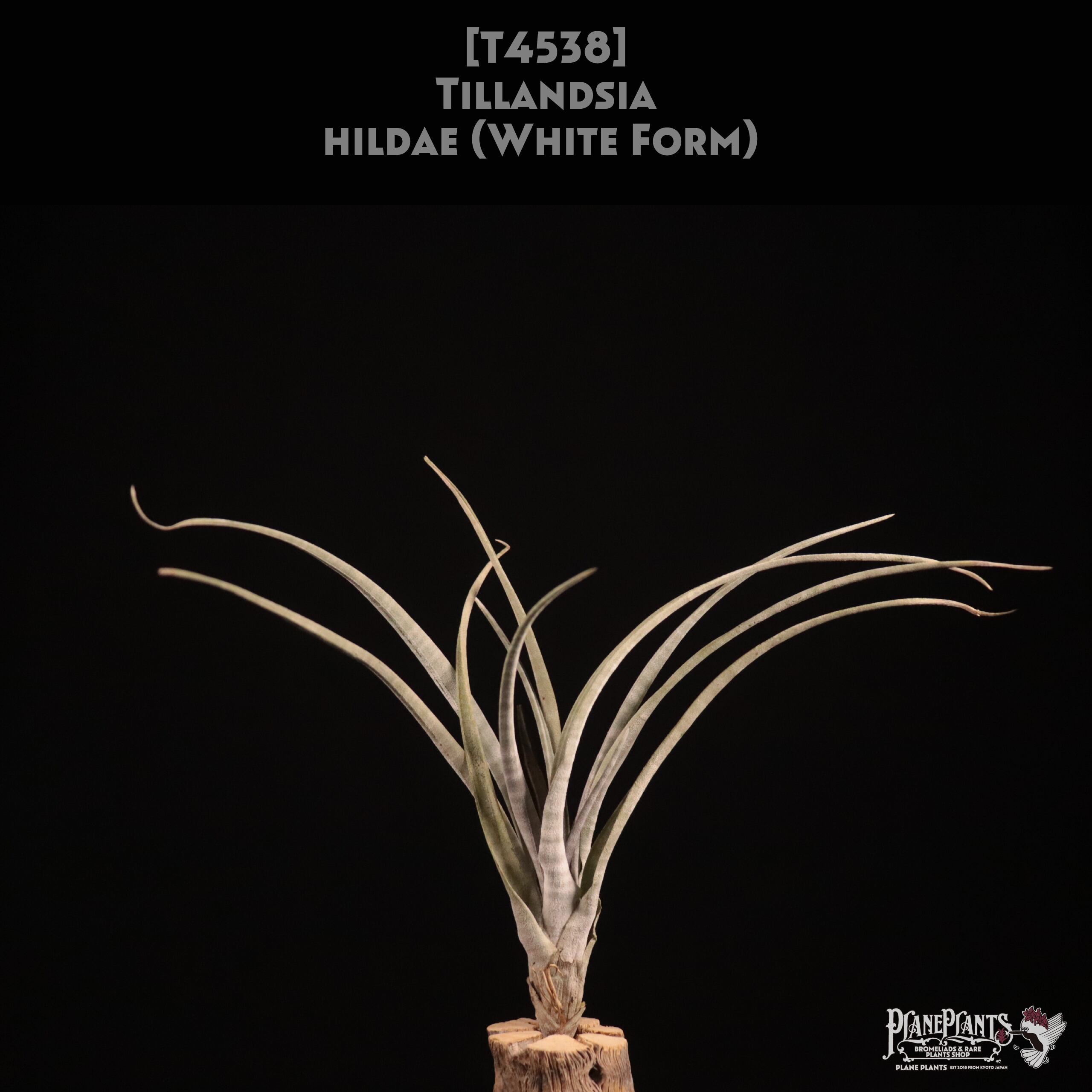 【送料無料】hildae (White Form) 〔エアプランツ〕現品発送T4538