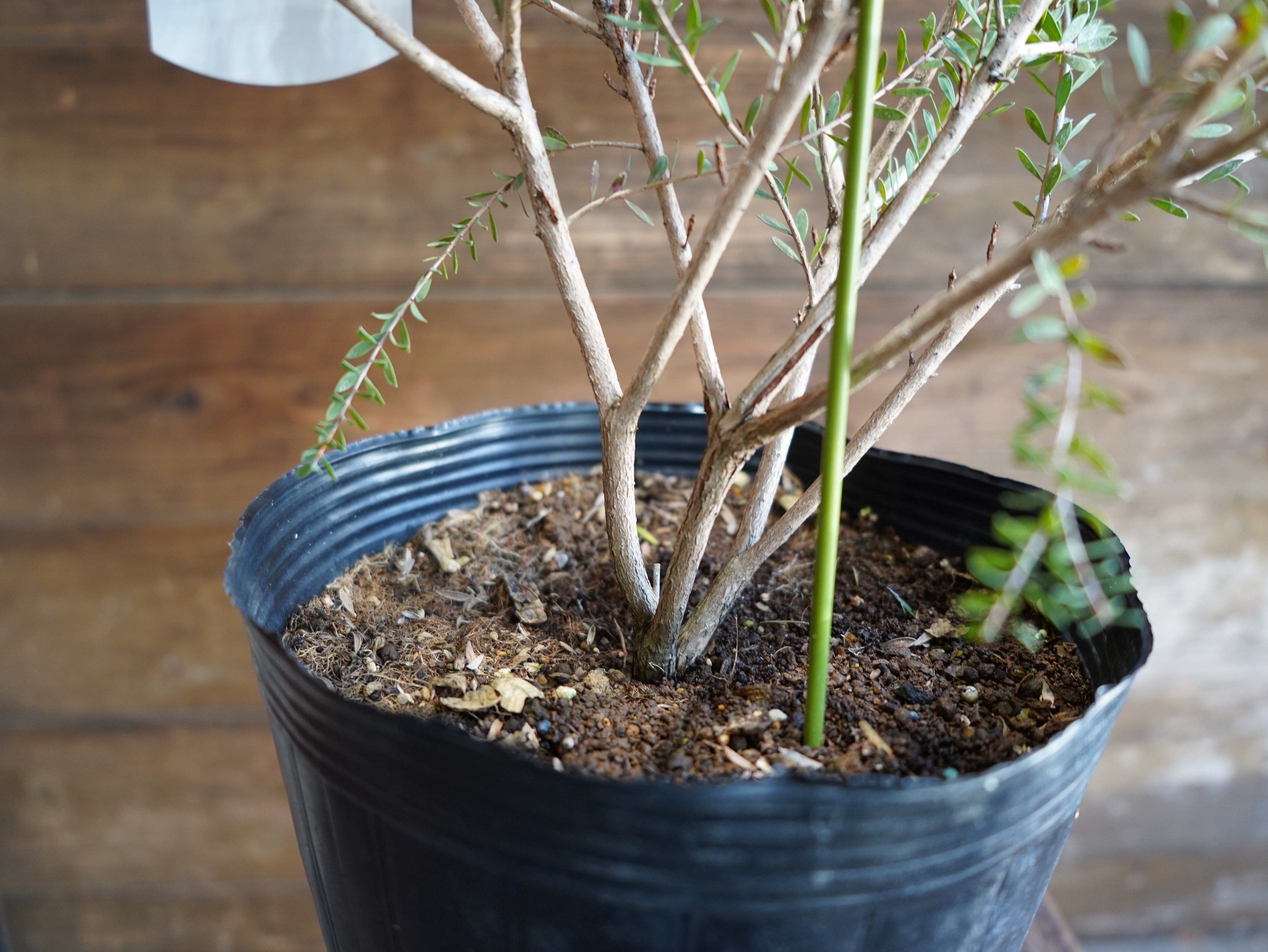 【現物】メラレウカ　”タイムハニーマータル”