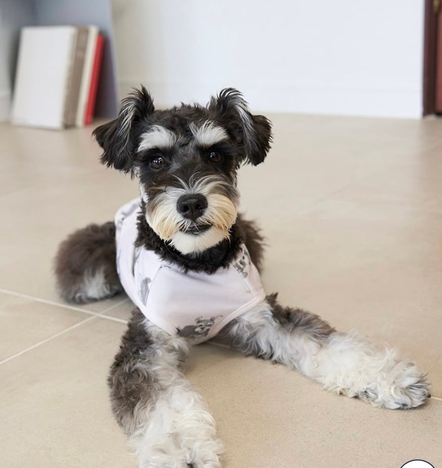 ジェラートピケ ベビモコシュナウザージャガードプルオーバー XL