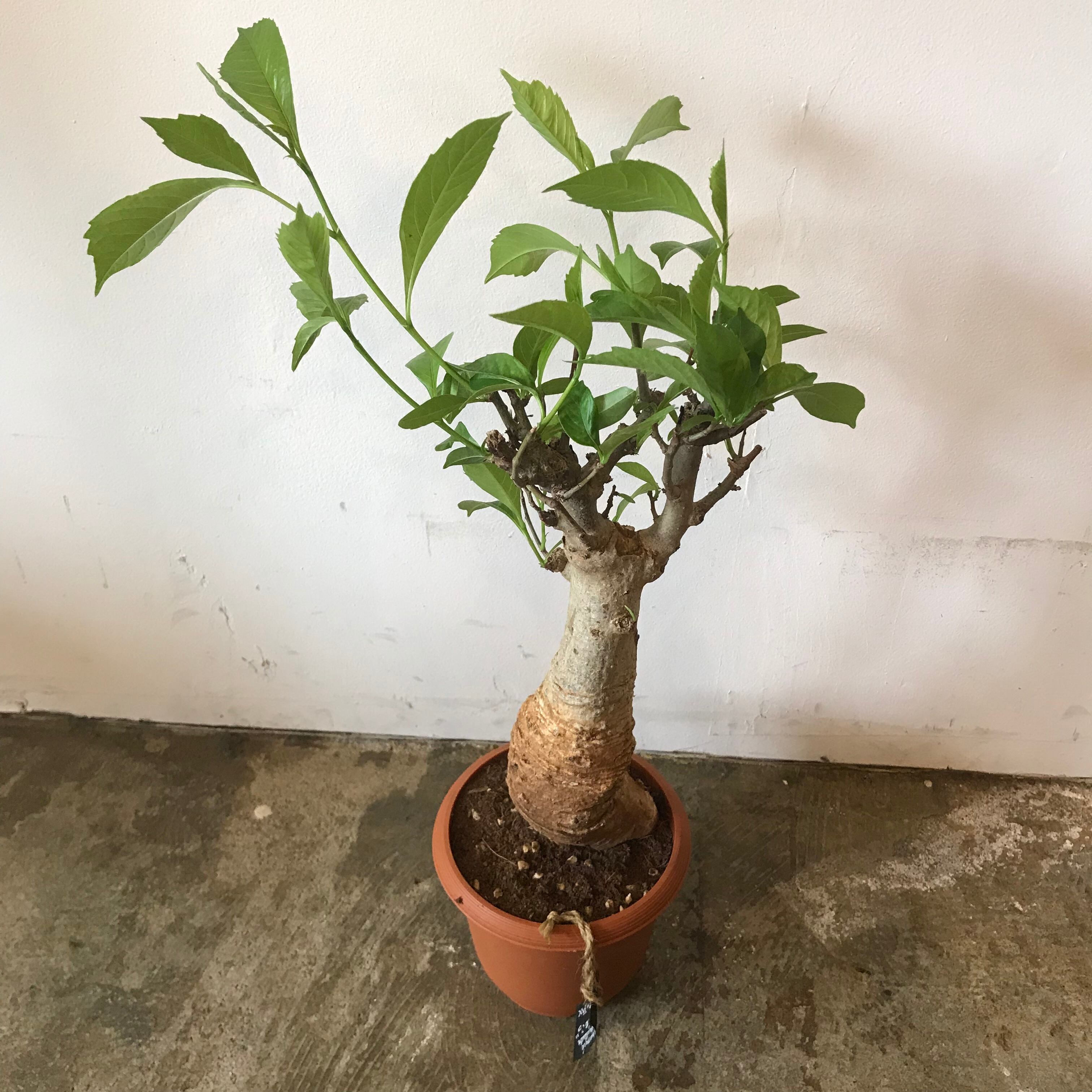 バオバブ Adansonia digitata 鉢のまま梱包発送