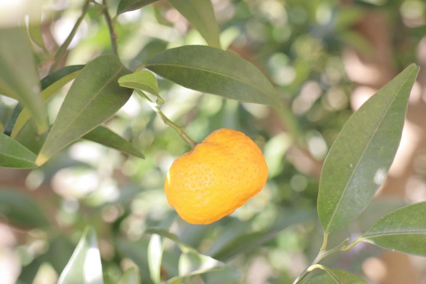 ○2025年度 新規専用『大和橘』応援プロジェクト | なら橘プロジェクト