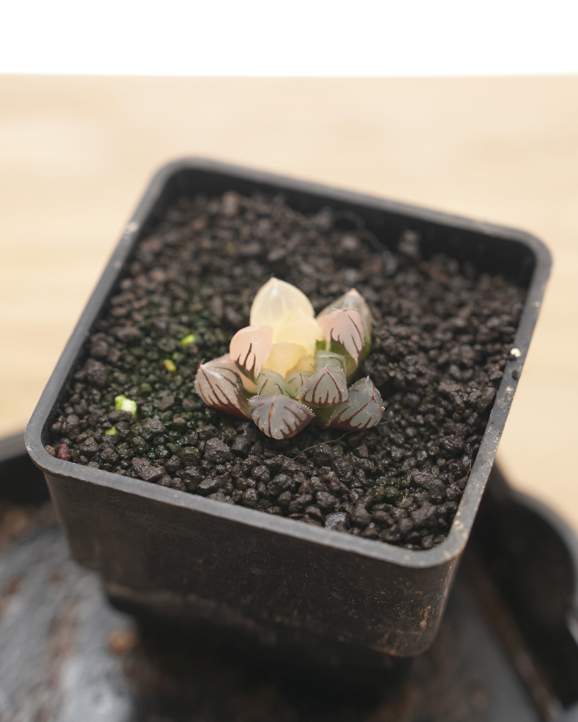 NEW RELEASE | PUKUBOOK SUCCULENTS