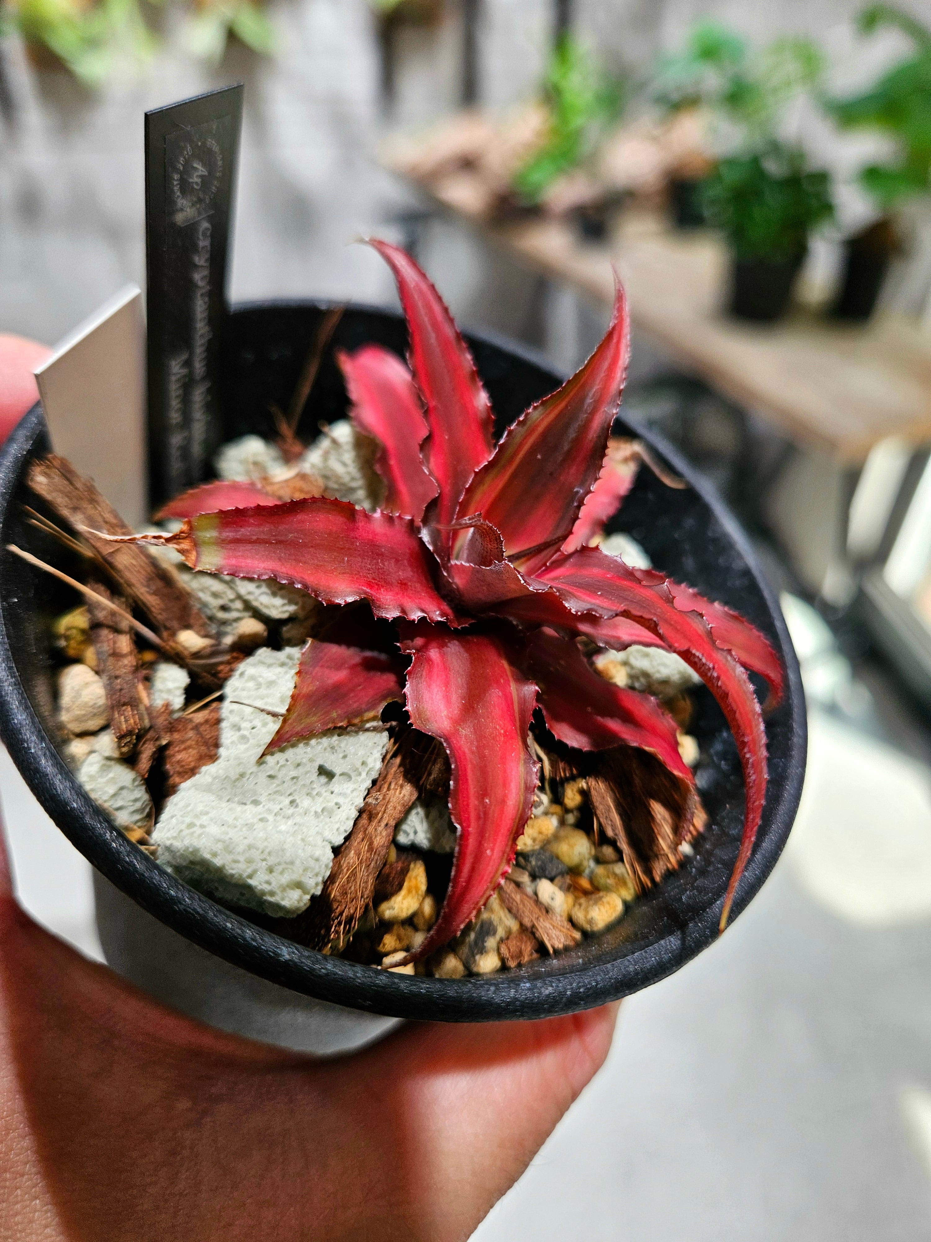 Cryptanthus bivittatus Minor Red Star【artPLANTs/PLANTS GARAGE