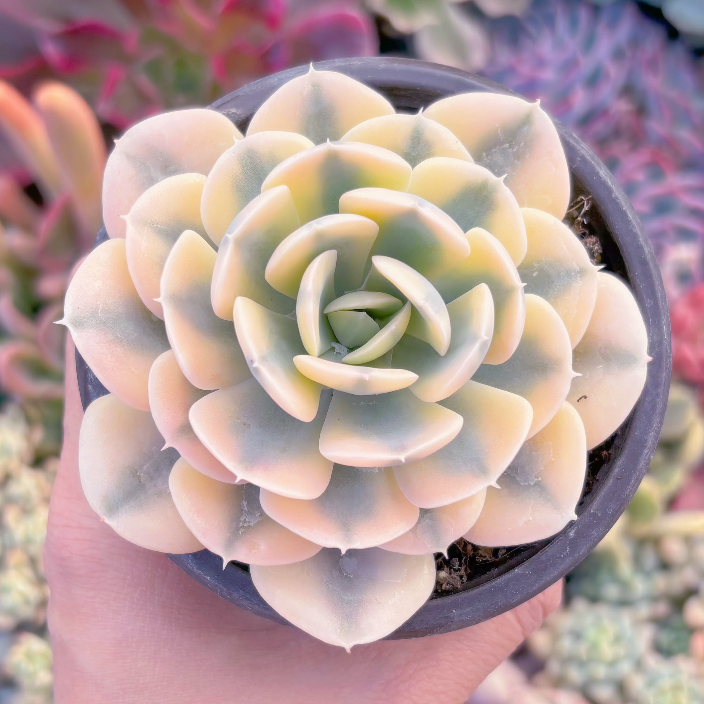 現品　ルヨンニ錦#841　るる農園