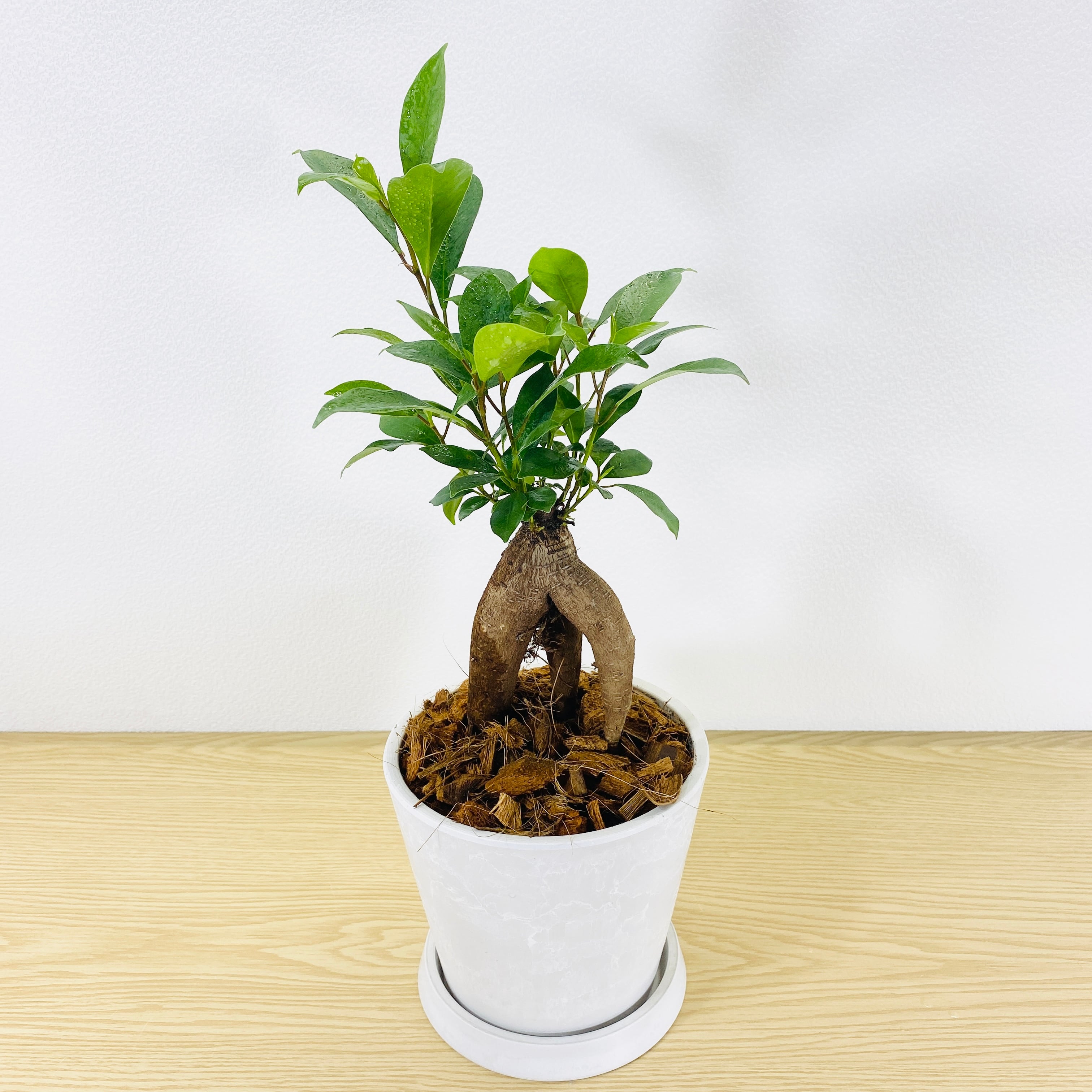 ガジュマル・多幸の木 [観葉植物・1点もの] 3本足でしっかりと立っ