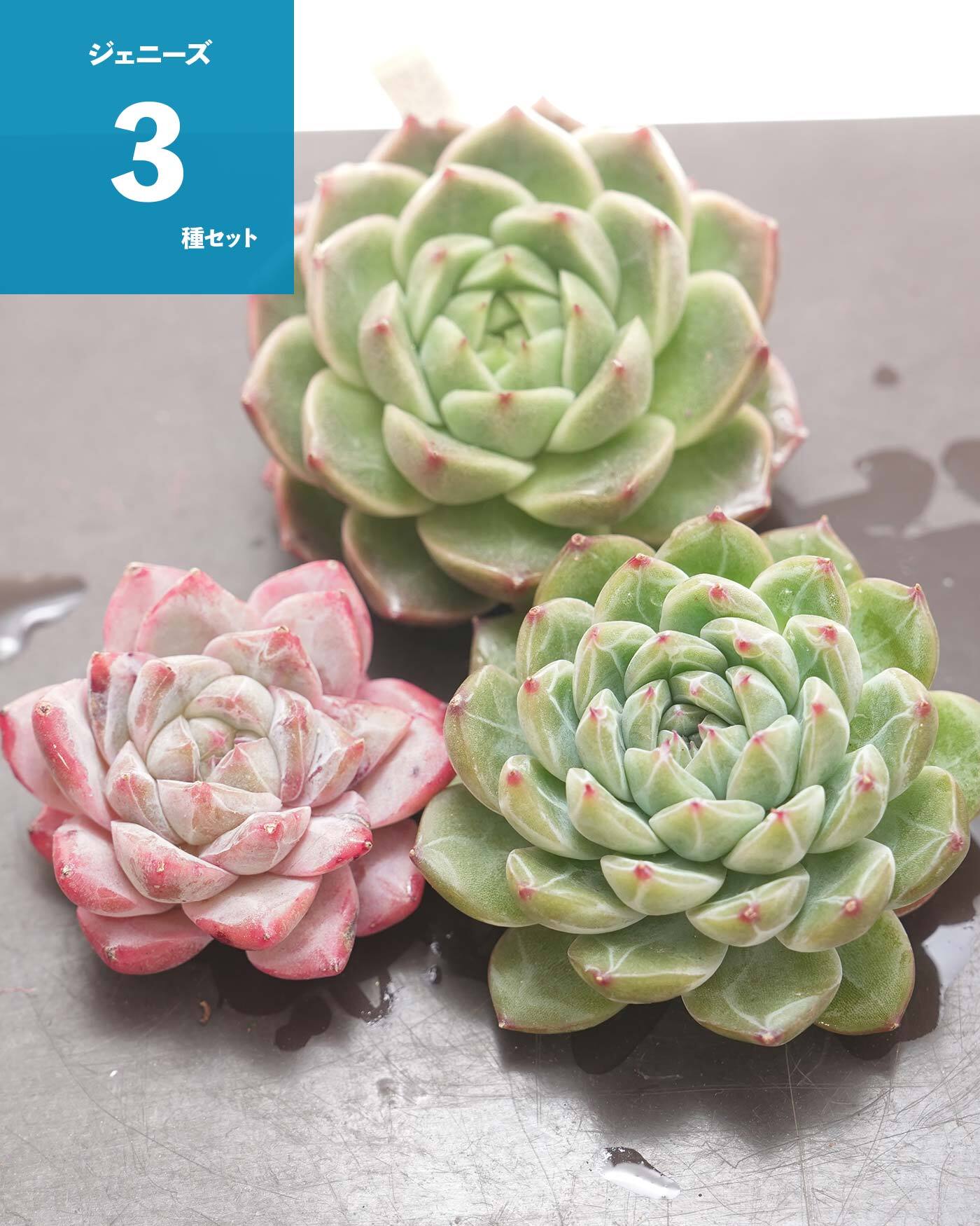 NEW RELEASE | PUKUBOOK SUCCULENTS