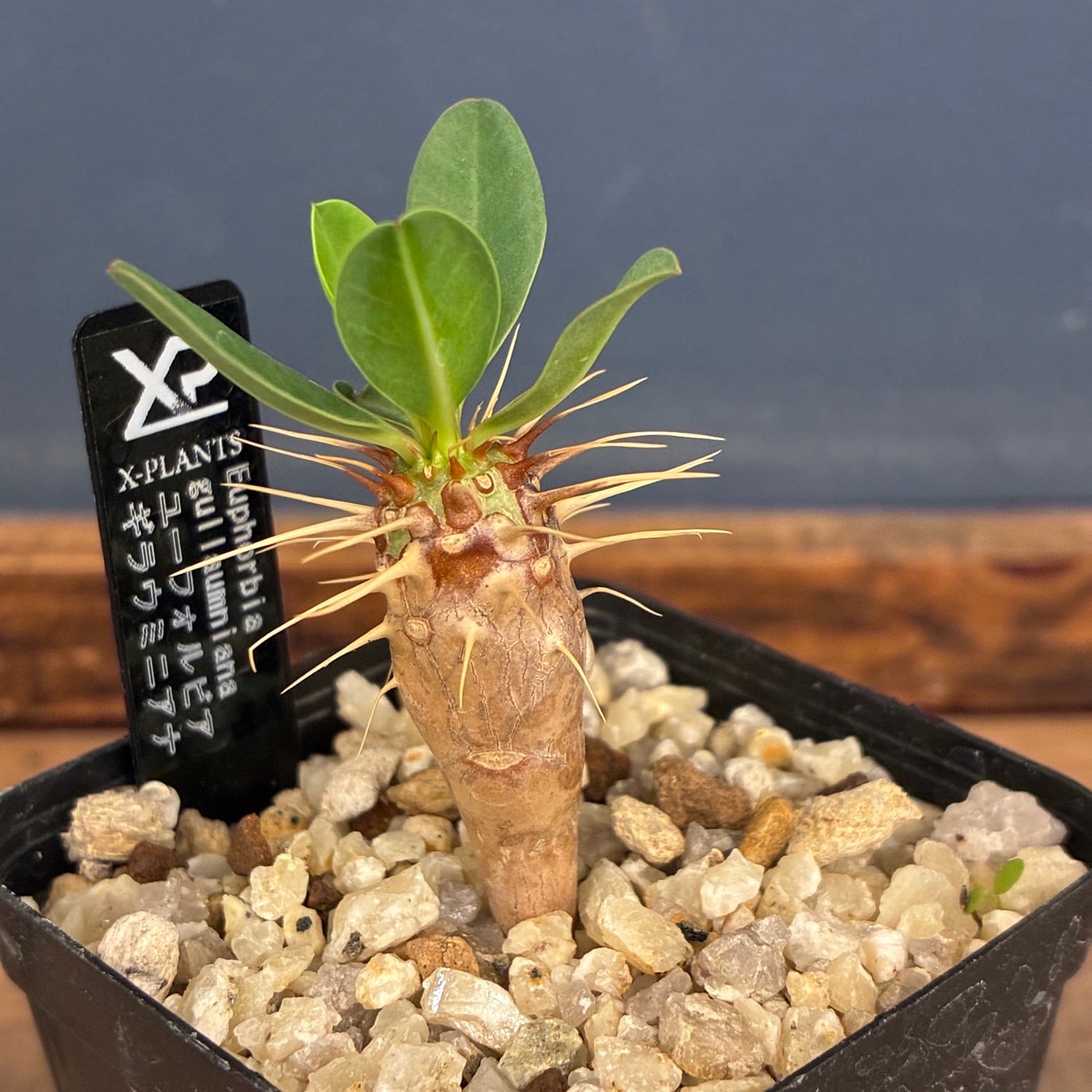 多肉植物 | PROTOLEAF プロトリーフ