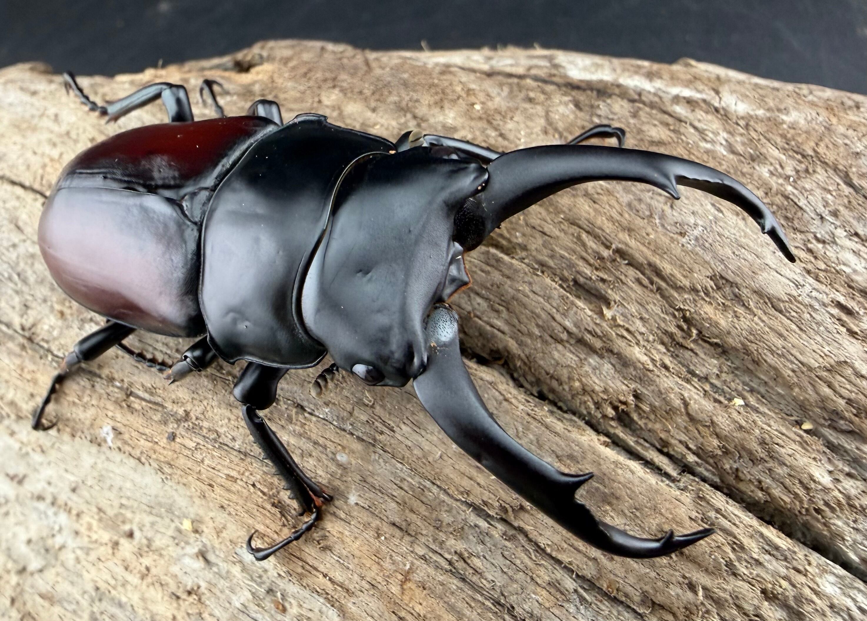 コクワガタの仲間 | KPW公式オンラインショップ