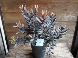 【現物】リューカデンドロン ”デュリフ” C