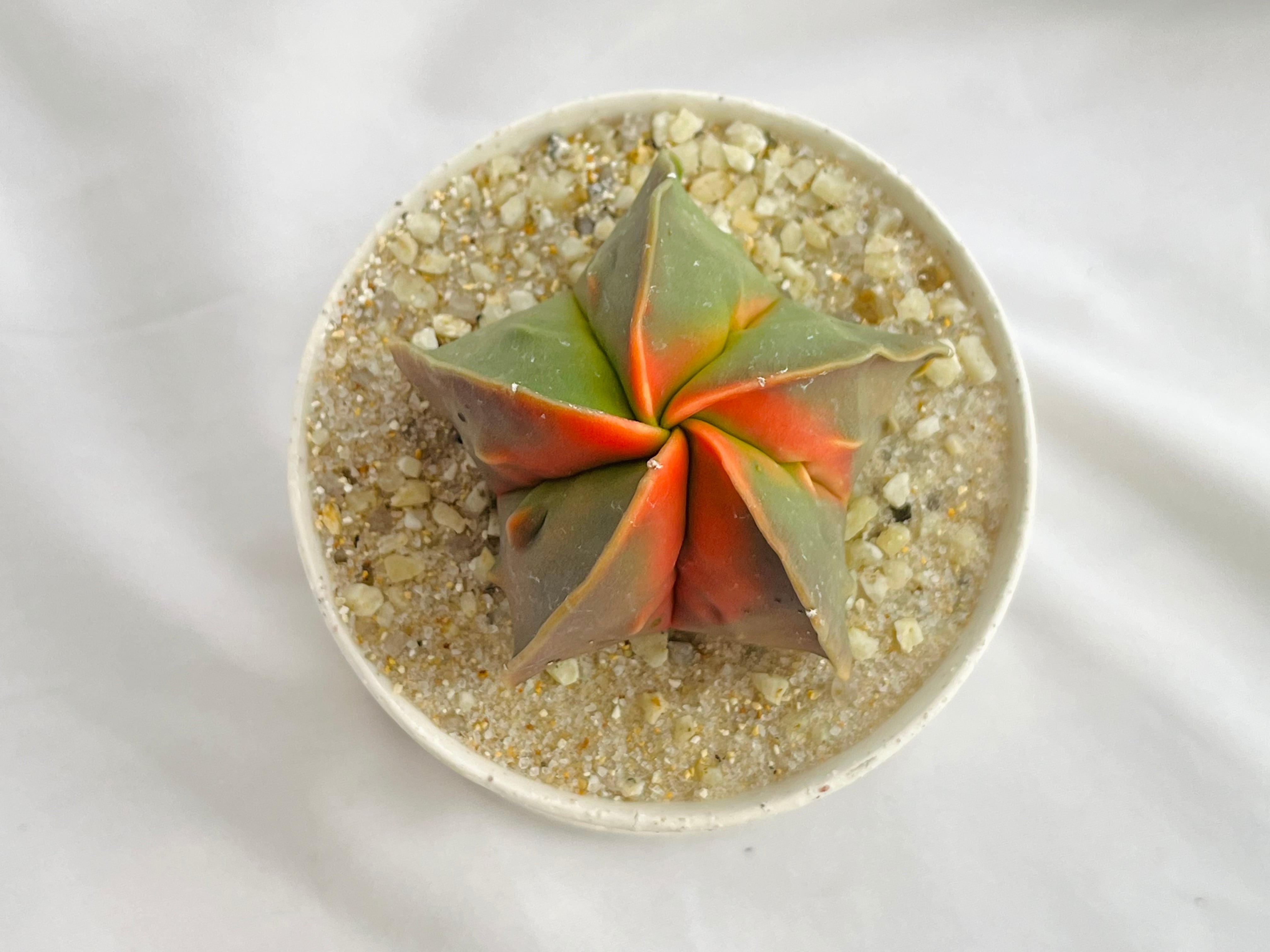 Astrophytum myriostigma アストロフィツム 紅葉ヘキラン 紅葉碧瑠璃