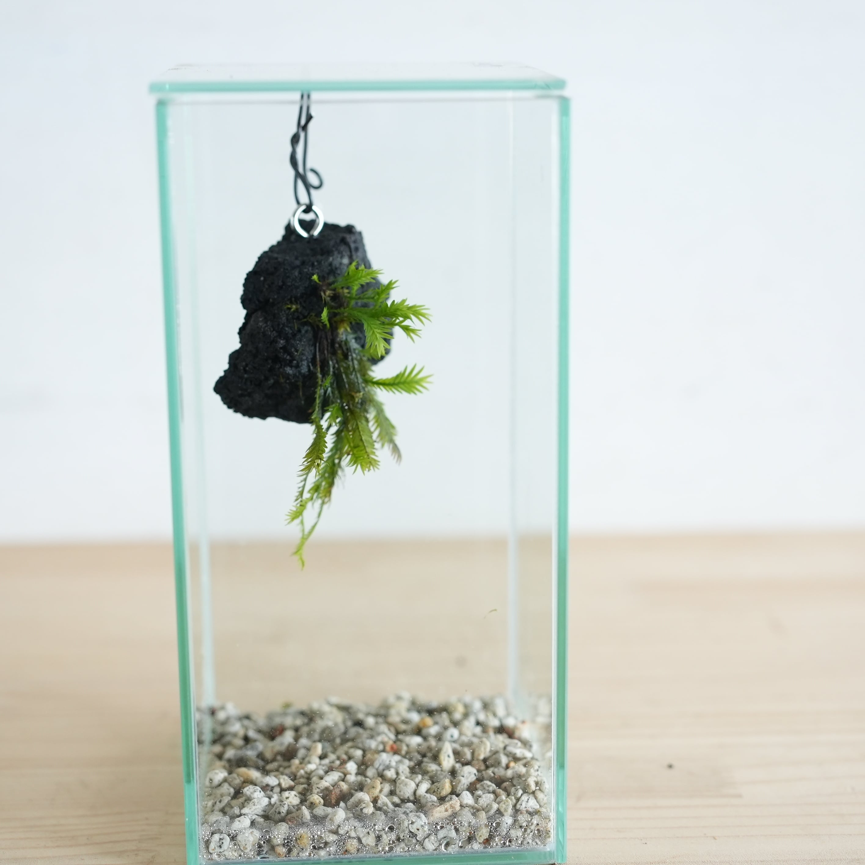 ◇現品◇吊り下げ着生苔石（ホウオウゴケ）2026.3.22 #3【容器付き