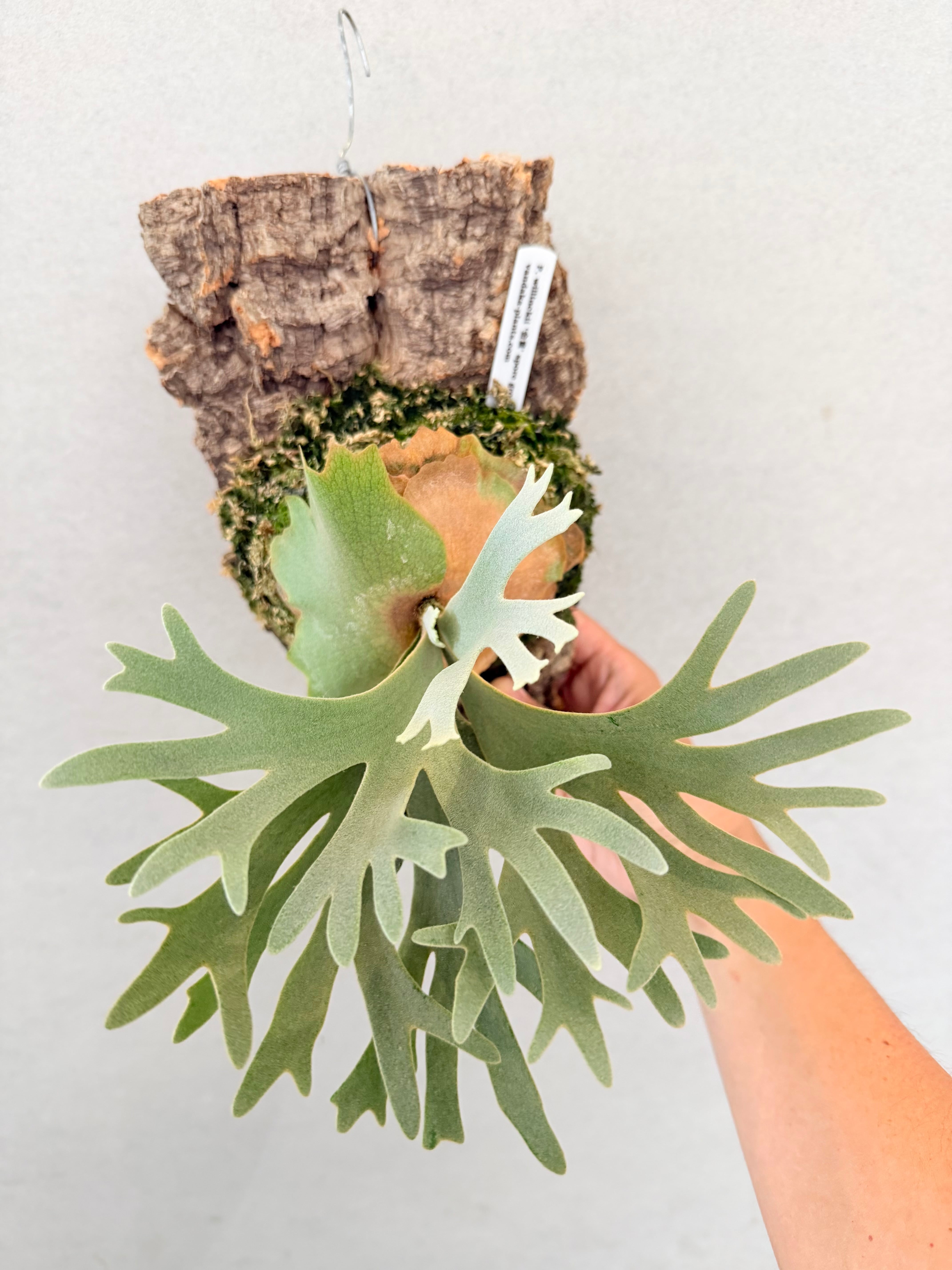 a) P. willinckii '金童' spore grown (Golden Boy) ビカクシダ