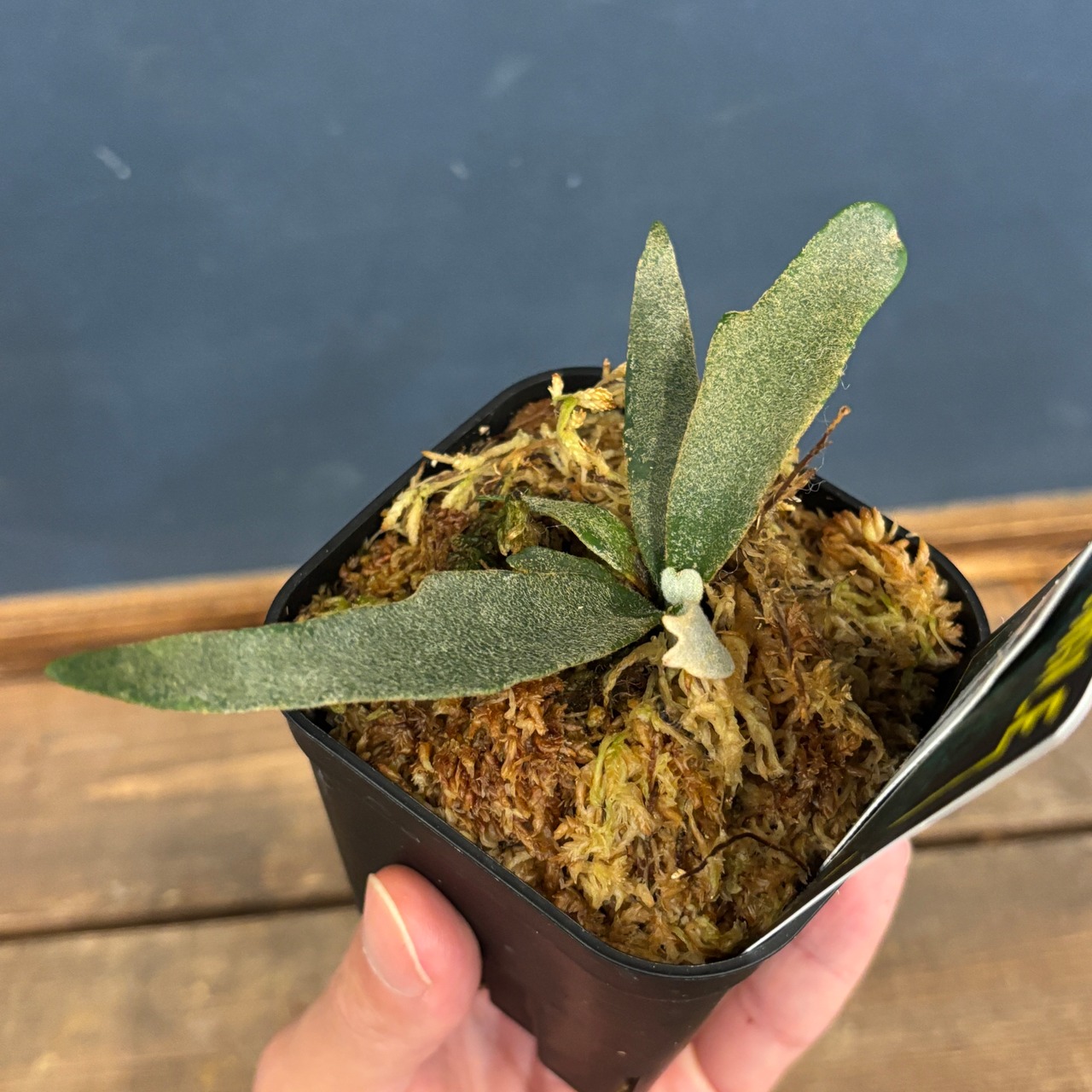 ビカクシダ ジェニー P. willinckii 'Jenny'【959】