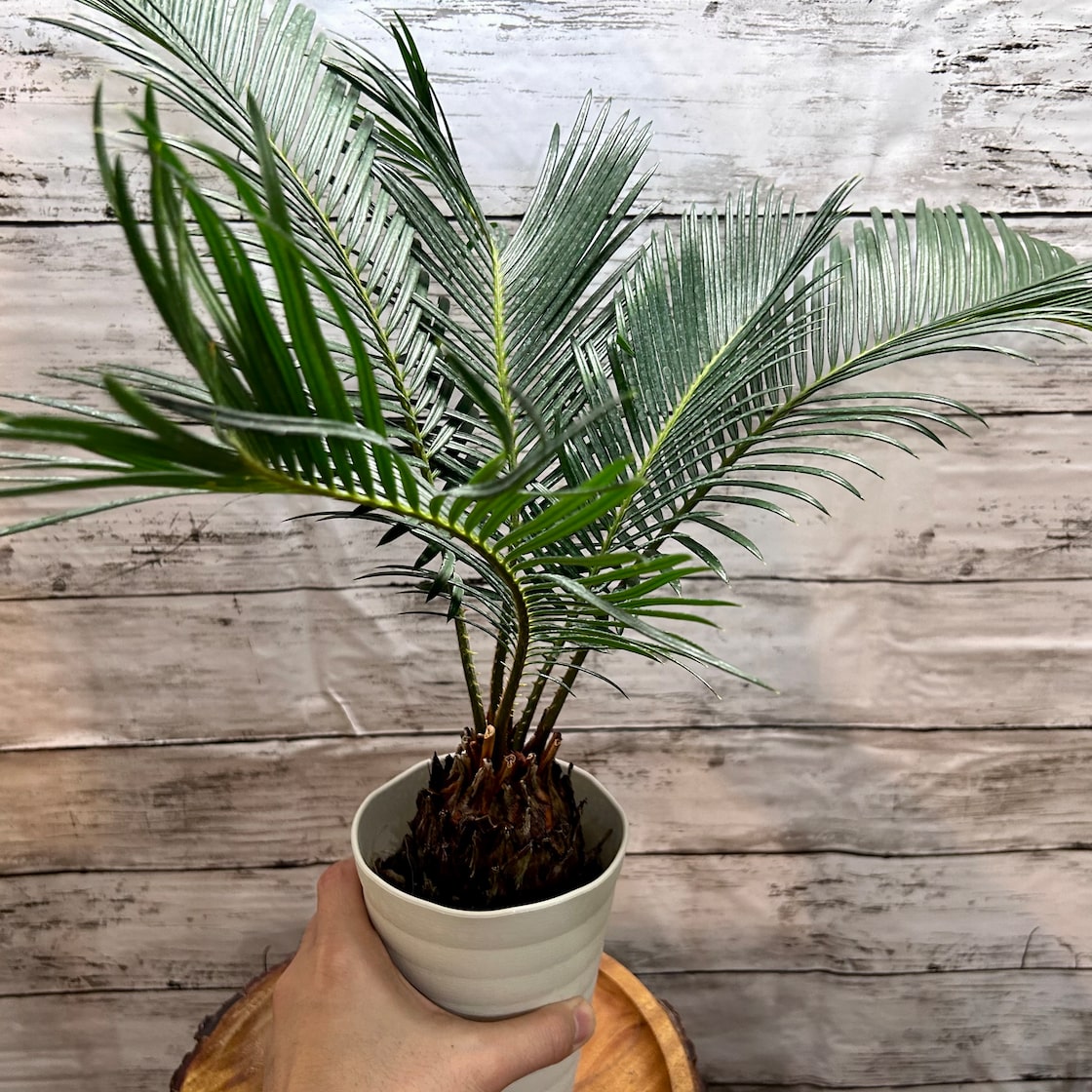 ソテツ 3.5号 蘇鉄 観葉植物 | Pay ID 