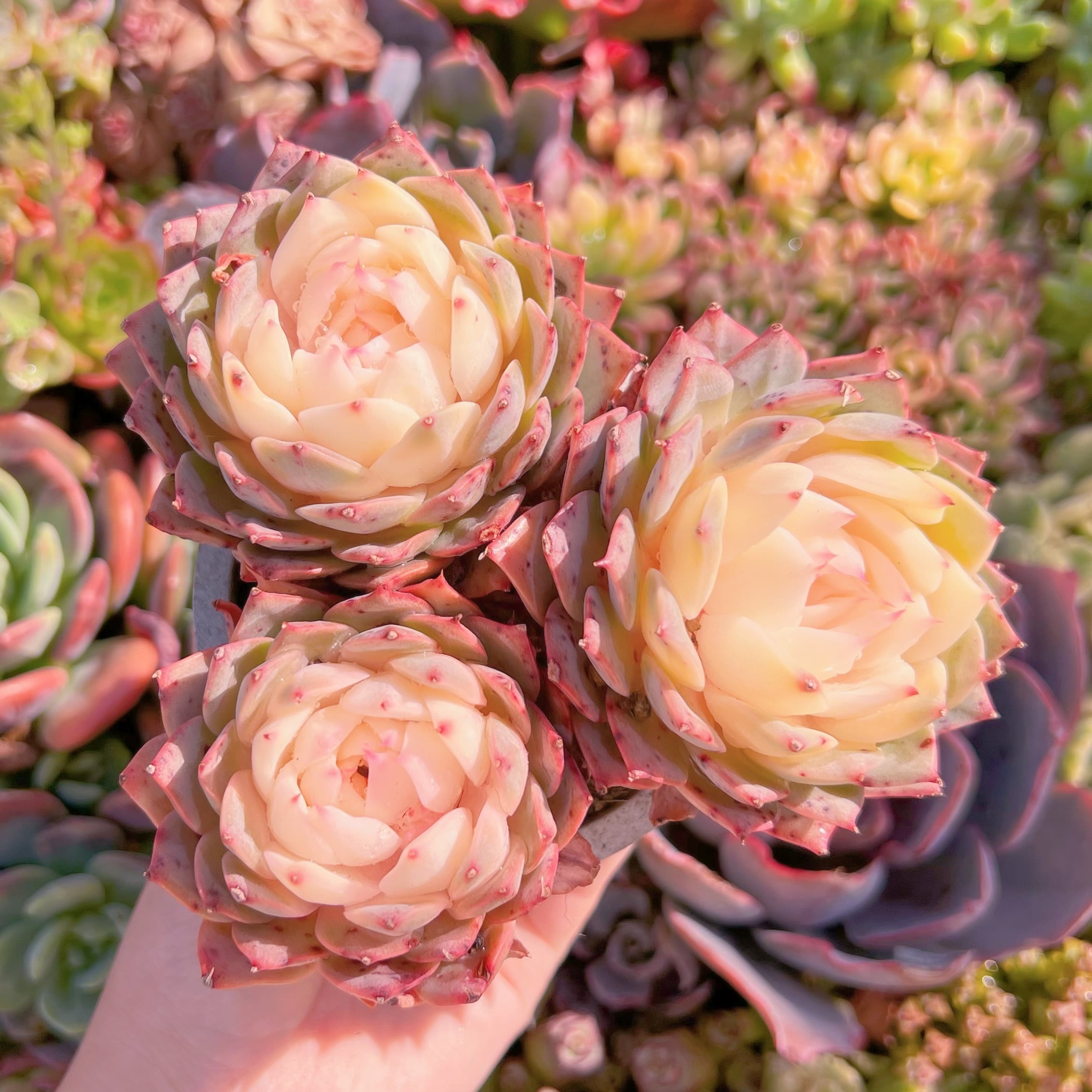 現品　リンゼアナ錦#M238　群生　新入荷　るる農園