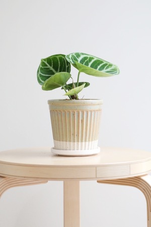 【S】アンスリウム クリスタリナム/Anthurium