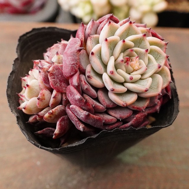 大人気 【沙羅姫牡丹 2】エケベリア　極上　韓国多肉　紫