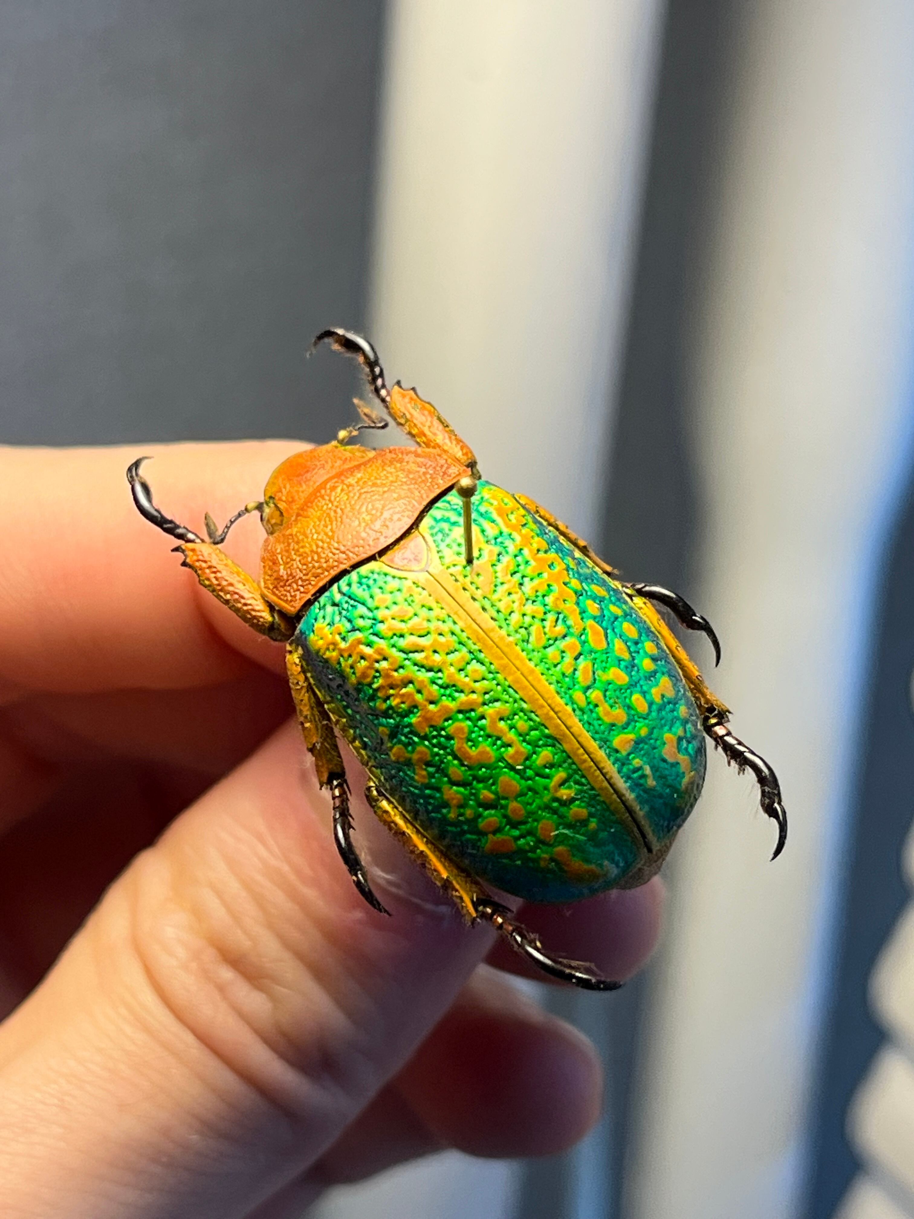 31mm】ヴィクトリナウグイスコガネ プラチナコガネ 標本 カナブン