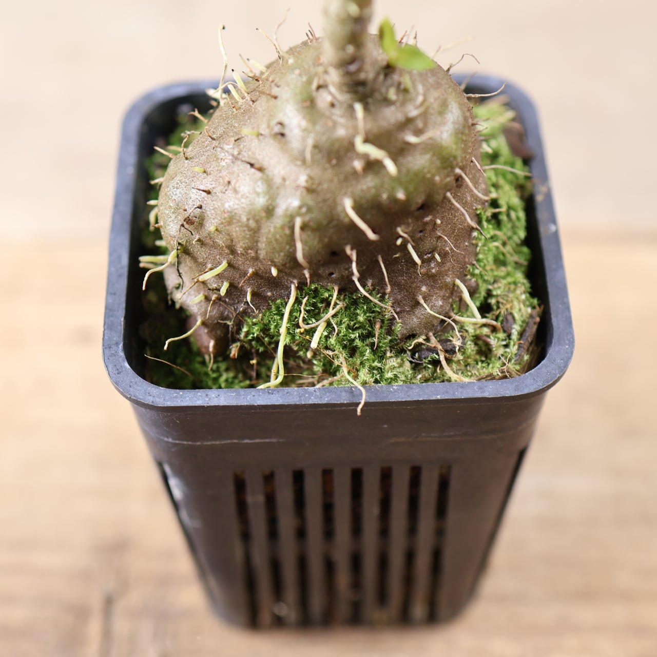 【極希少】アリ植物 アントルリザ・ブラクテオサ ノーマンビー島産 コルク仕立て 202 『アリ植物 アンソリザ・ブラクテオサ Anthorrhiza bracteosa