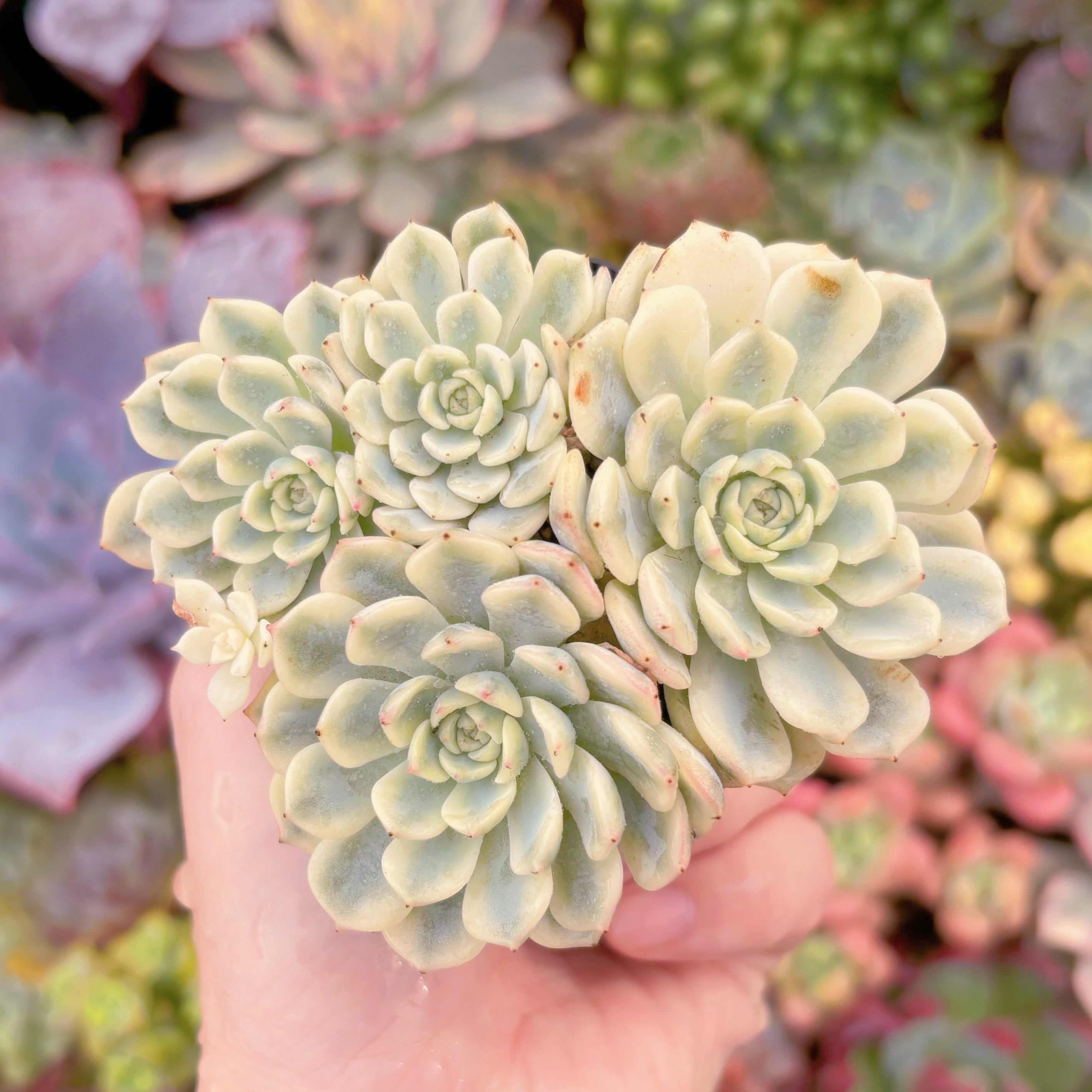 現品 ホワイトミニマ錦#867 群生 るる農園 | るる農園~多肉植物専門