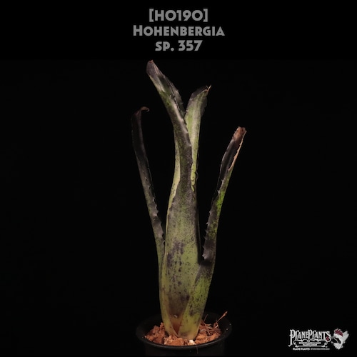 【送料無料】Hohenbergia sp.357〔ホヘンベルギア〕現品発送H0190