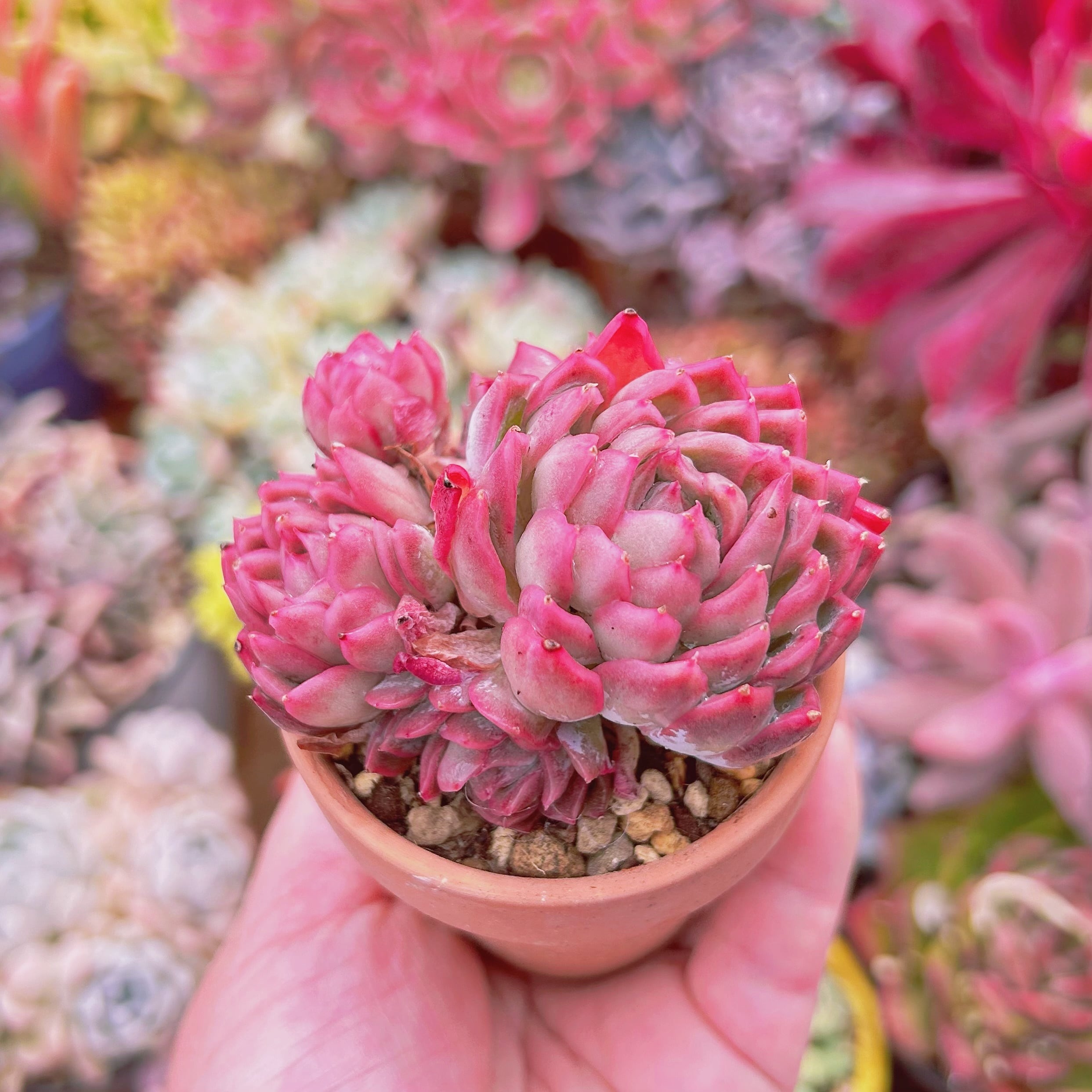 85.多肉植物✨抜き苗☘️ バイオレットクィーン　美苗 多肉植物 バイオレット クイーン 抜き苗 - clay work GALLERY | minne