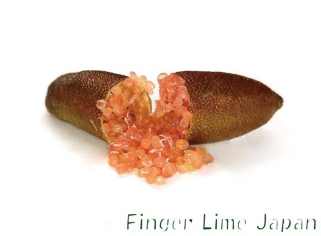 【大苗】フィンガーライム　PINK ICE　ピンクアイス　2年生21㎝ポット【品種確定済み】【結実確認】【希少で貴重】