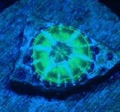 【現地買付】ScolymiaBaby"UFO"  3