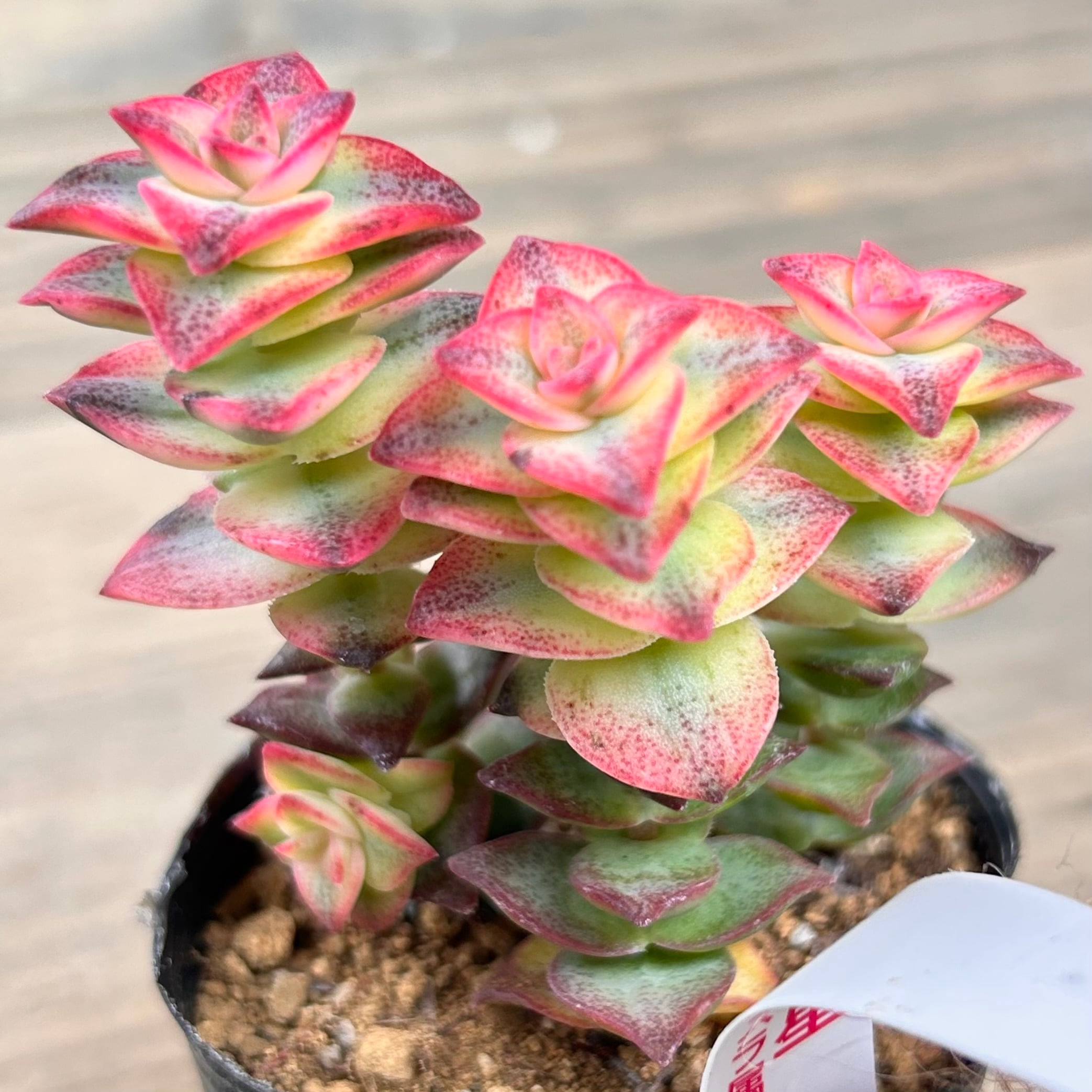 南十字星 | RuPo 多肉植物専門店