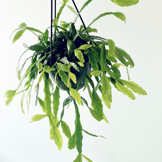 《希少》リプサリス プラティクラダ ハンギング 観葉植物 calm cafe