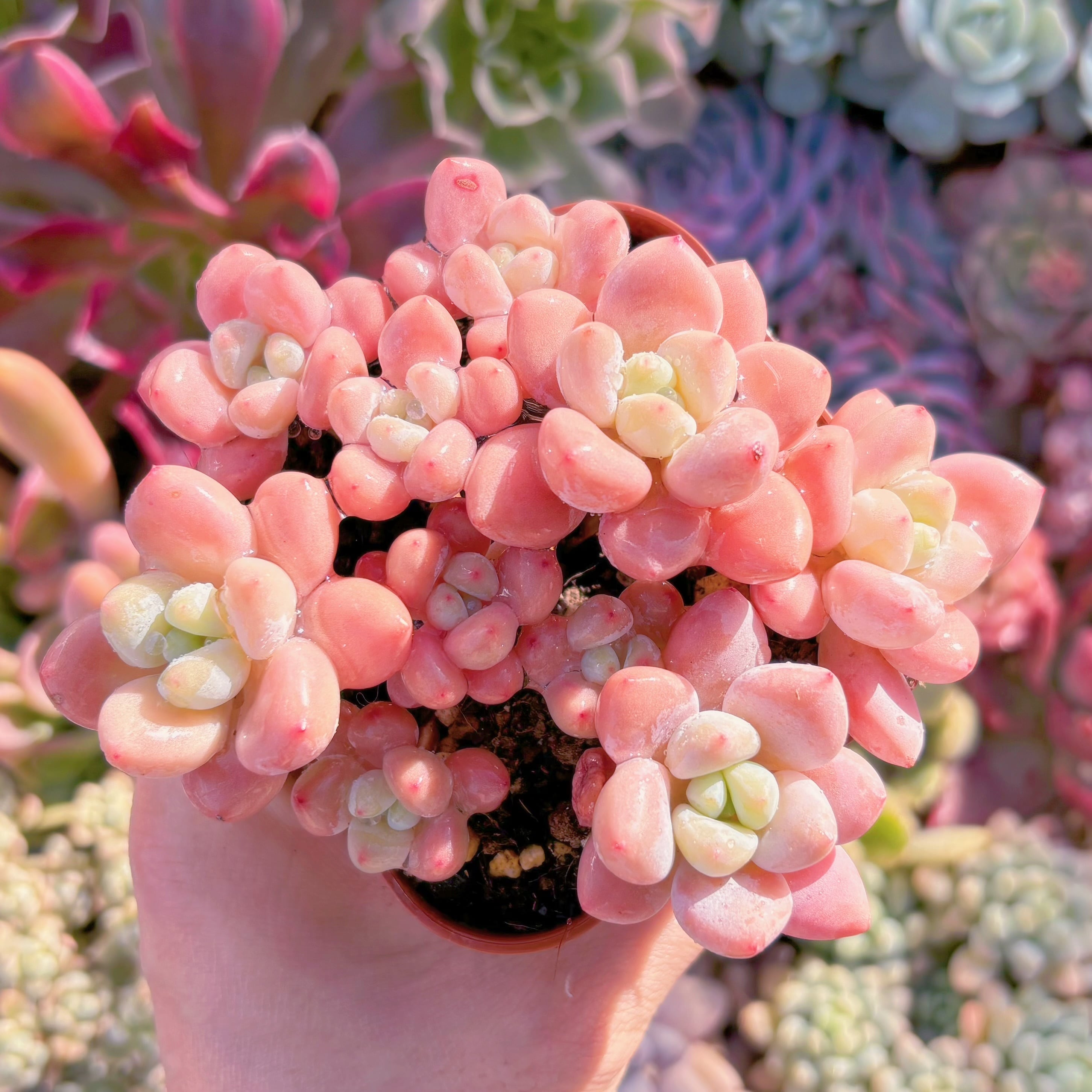 現品　マカロン#1007　群生　新入荷　るる農園