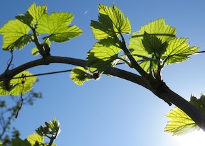 【アジィエンダ・アグリコーラ・ディ・レナルド 】リボッラ・ジャッラ ブリュット メトド・クラッシコ 2022