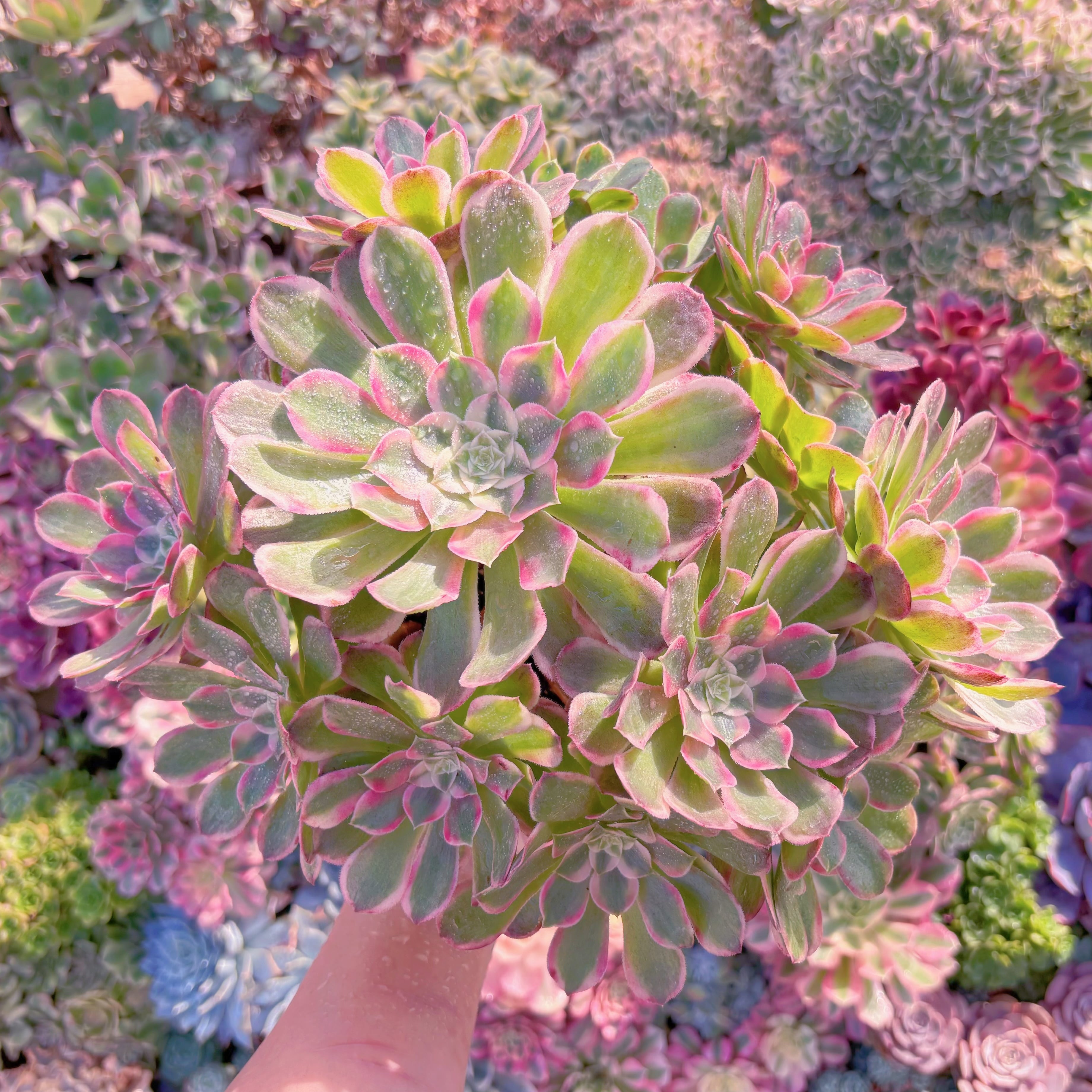 現品　クジャクの羽#M180　大群生　るる農園