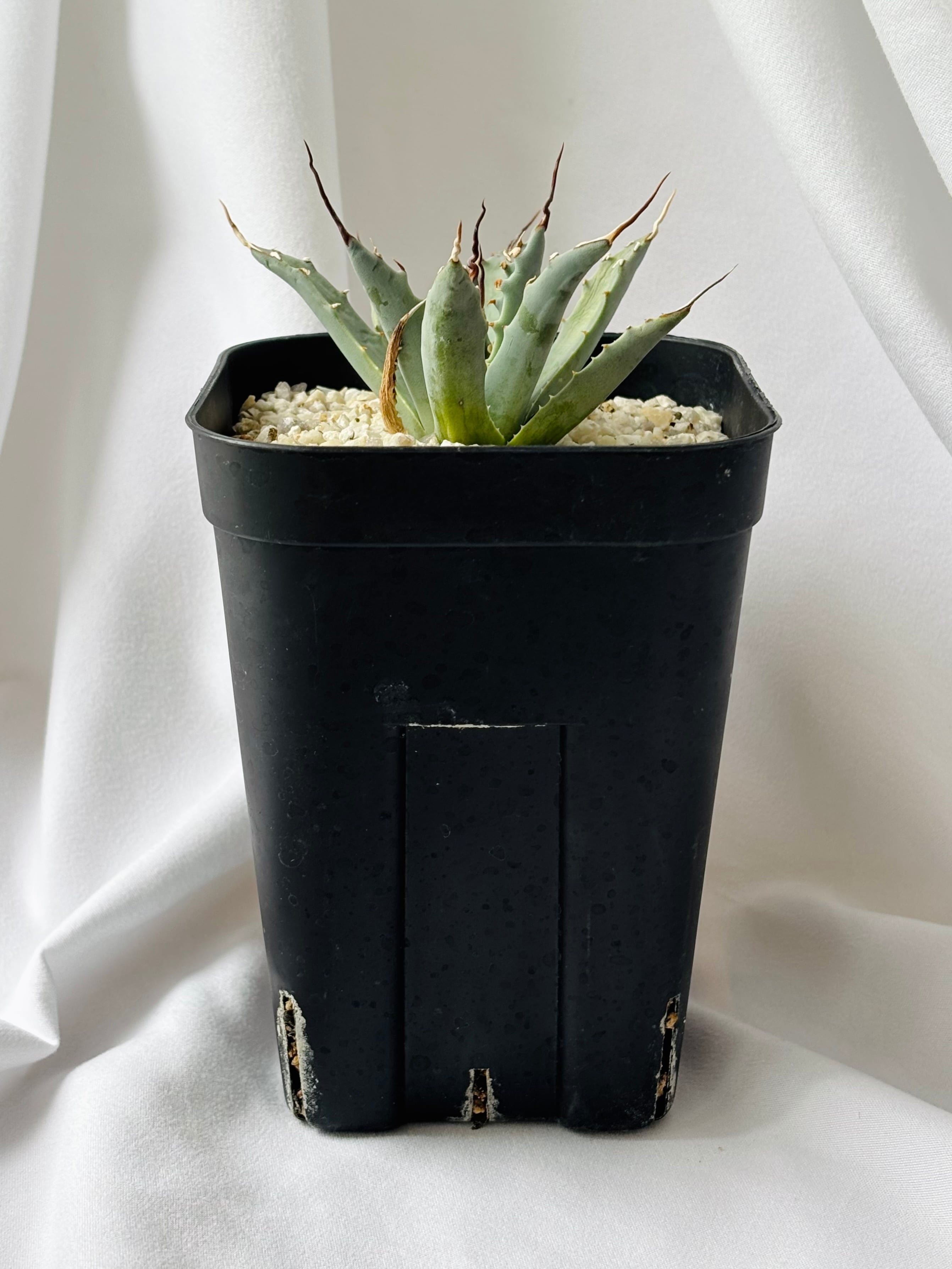Agave utahensis eborispina アガベ エボリスピナ 多肉植物 | plants