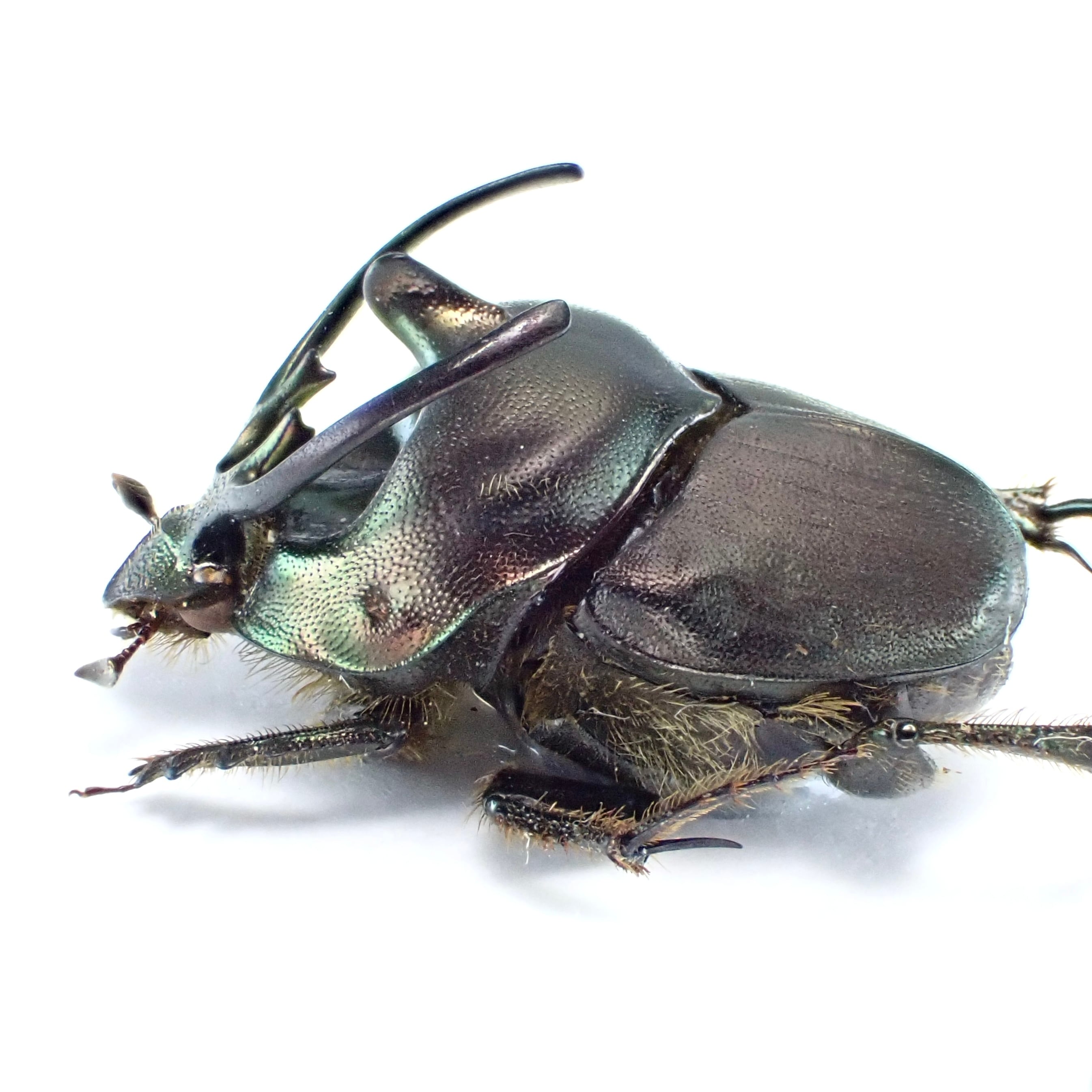 タンザニア産 Proagoderus sp. ♂ 15mm | 昆虫標本 Diggers & Rollers