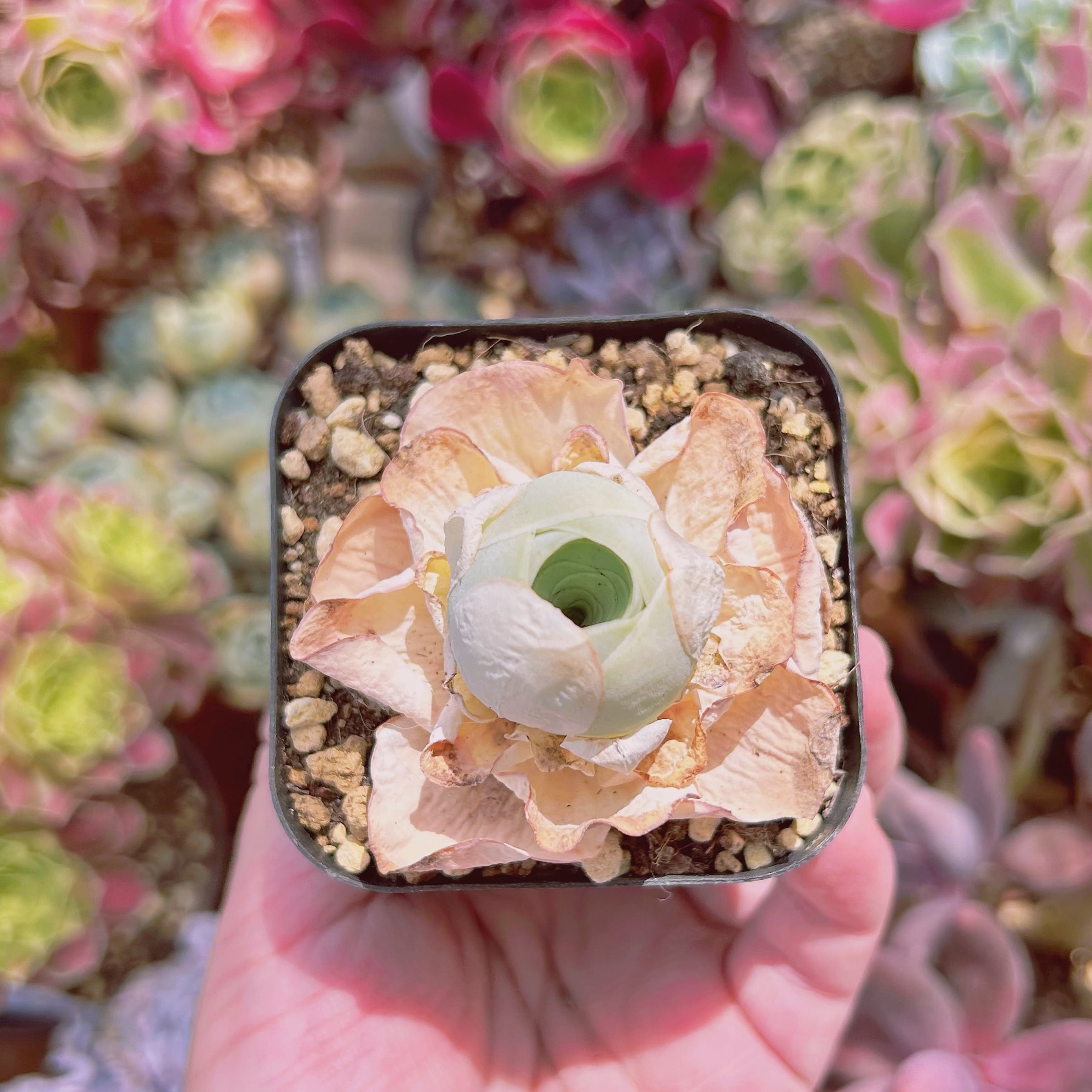 3002現物 多肉植物 グリノービア タマゴ 抜き苗 | るる農園~多肉植物専門